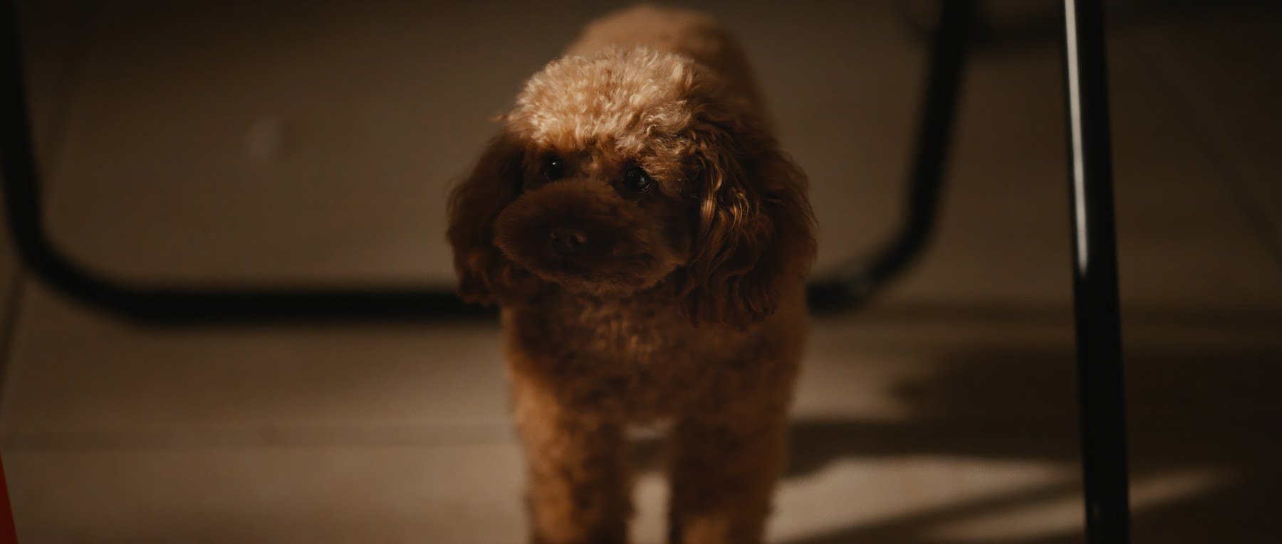 Pedigree short film still - Kai Wen Hu - Lucky, a small, brown poodle standing under a table in Samuel and Squid's basement home.