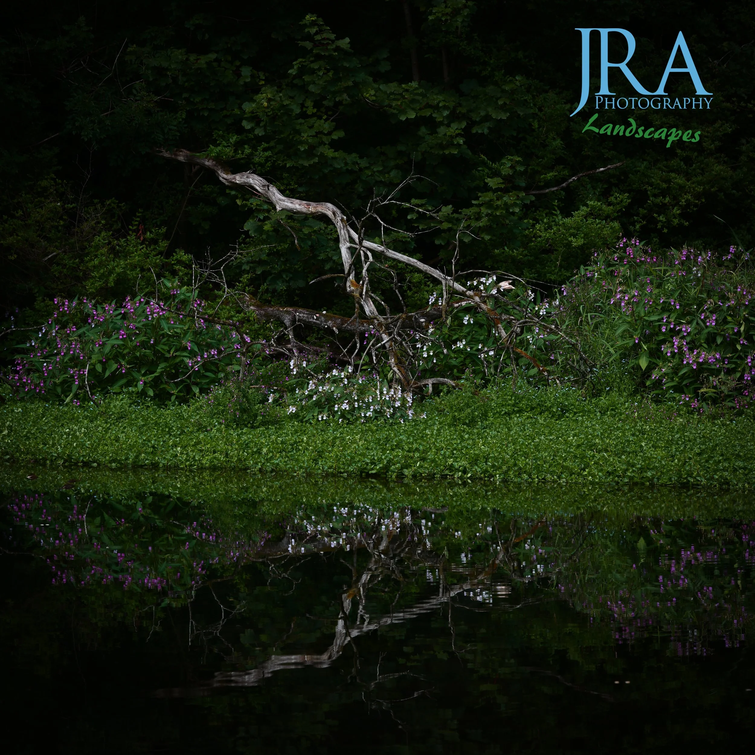 fallen dead Tree in a forest with purple flowers and lush green foliage.