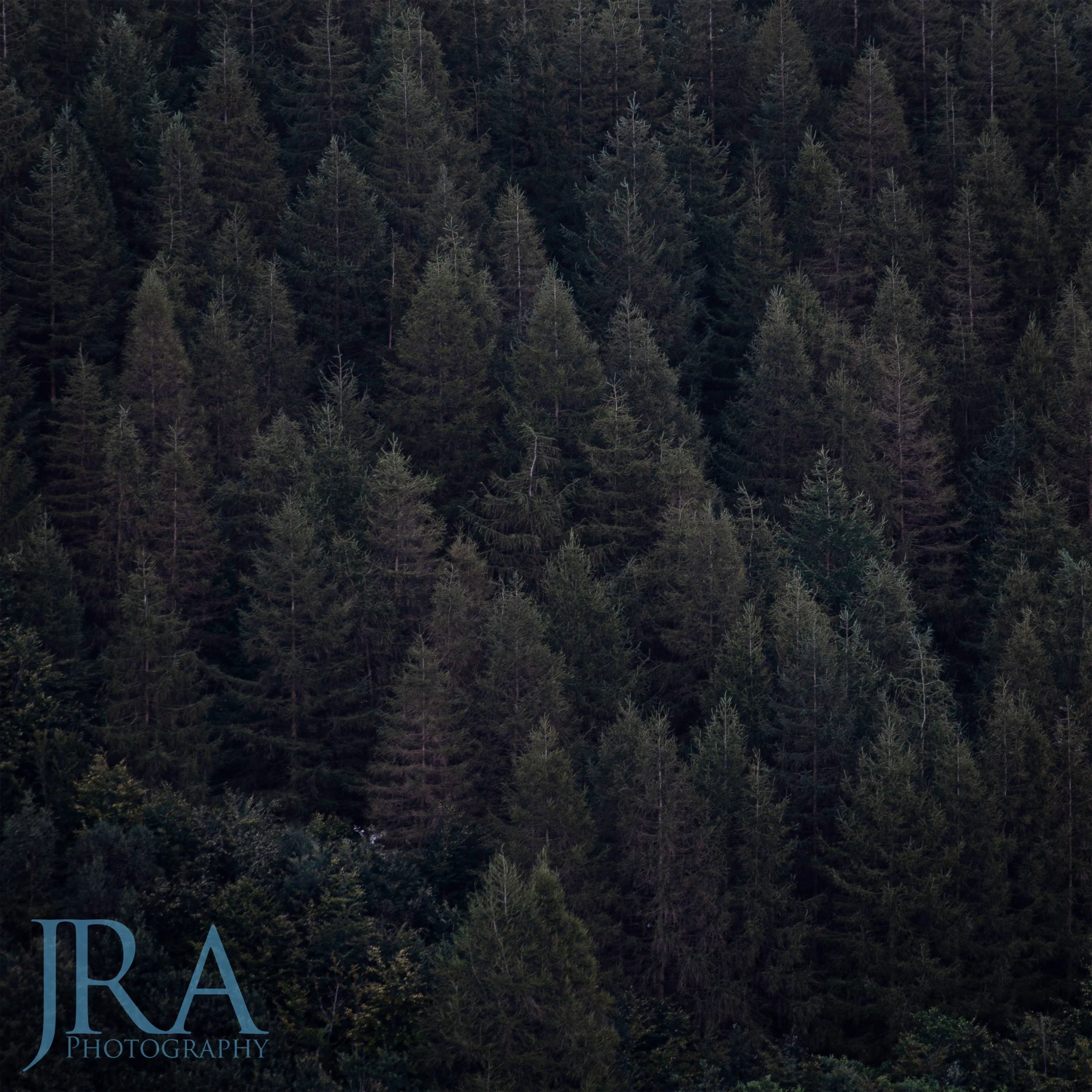 Evergreens WM.jpg