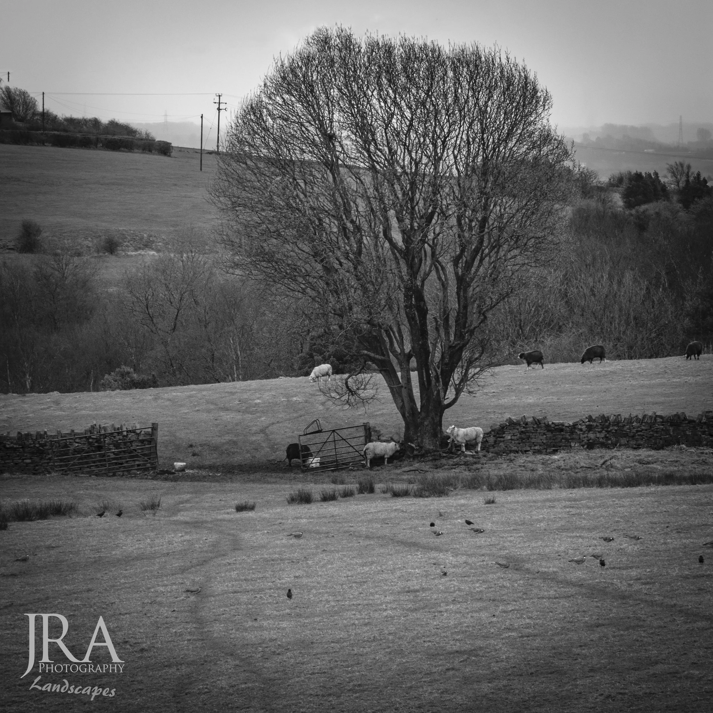 Black and White tree.jpg