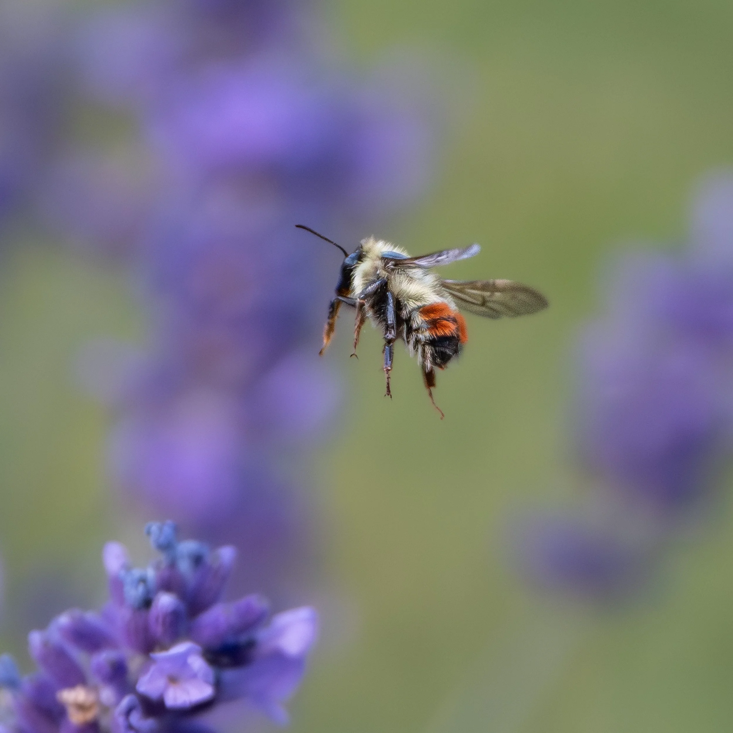 Meeting and Presentation