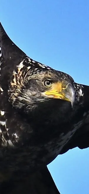 Eagle head - closeup.jpg