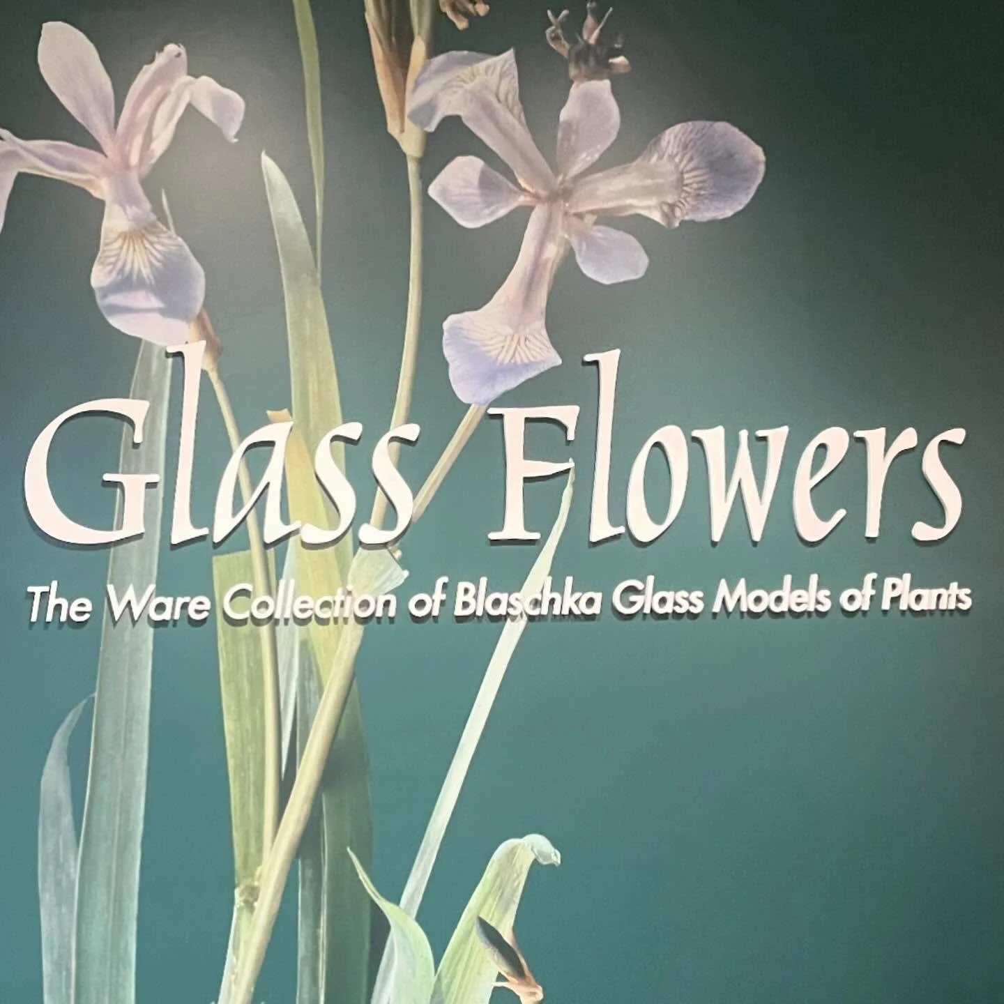 After many years of anticipation and obsession I finally made it to see the Blaschka Glass Flowers&rsquo;s collection&hellip; 

Nearly cried. So inspired and in awe of this work.

I&rsquo;m truly grateful for @eli.m.brown for making it happen and wit