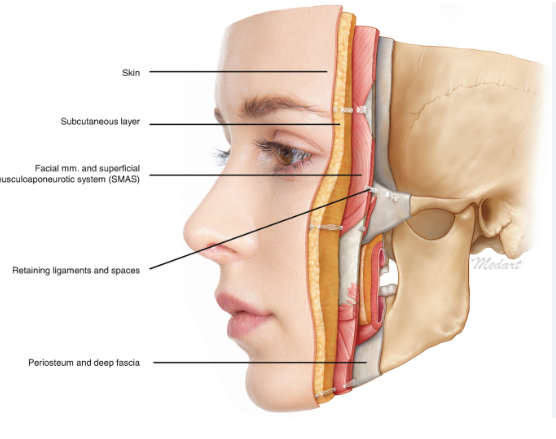 A snapshot of the facial layers which contribute to ageing including the skin, subcutaneous layer, SMAS, retaining ligaments, deep fascia and the periosteum