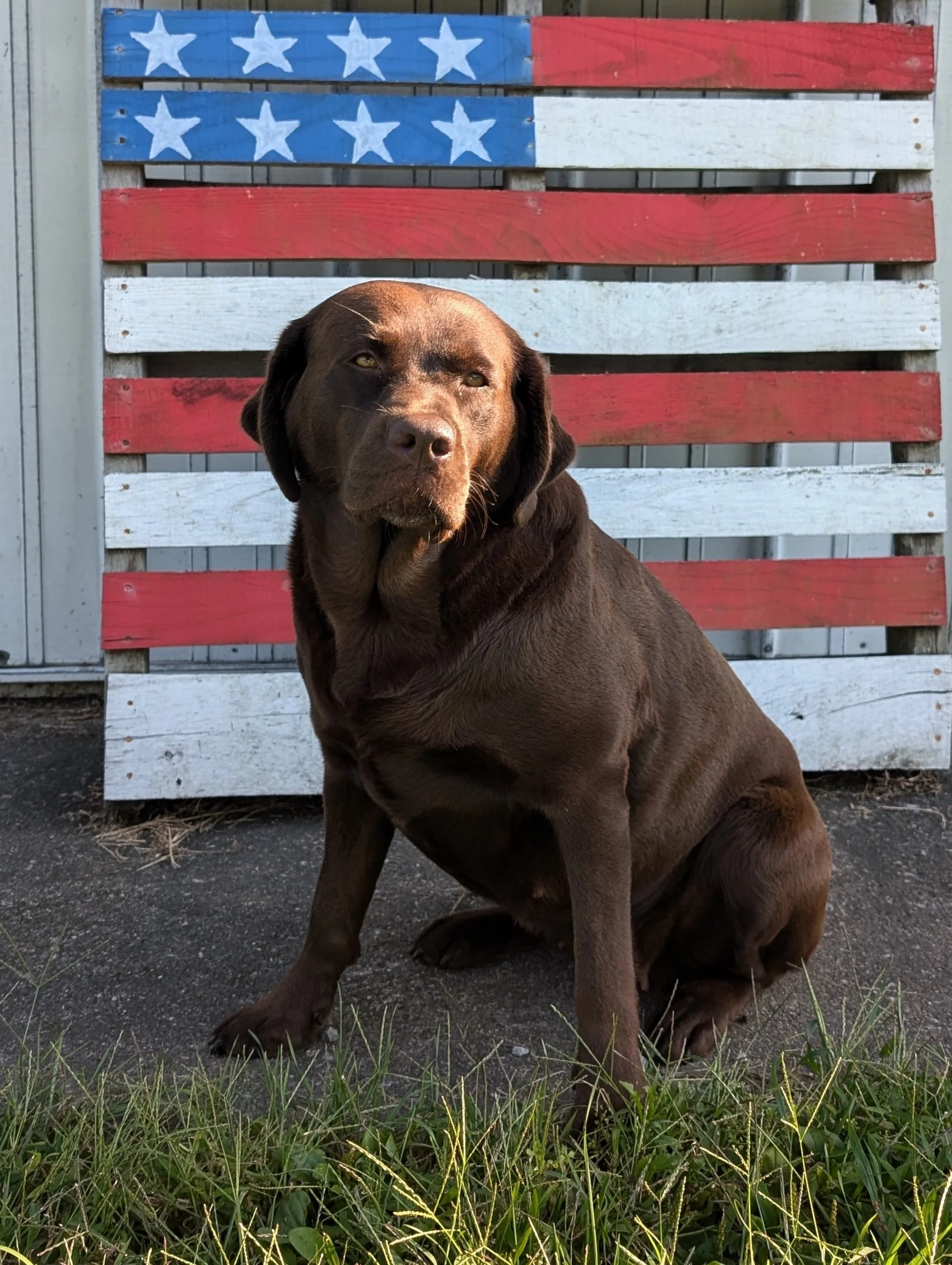 Chocolate English Labrador Retriever sitting calmly, showcasing a strong build and shiny coat.