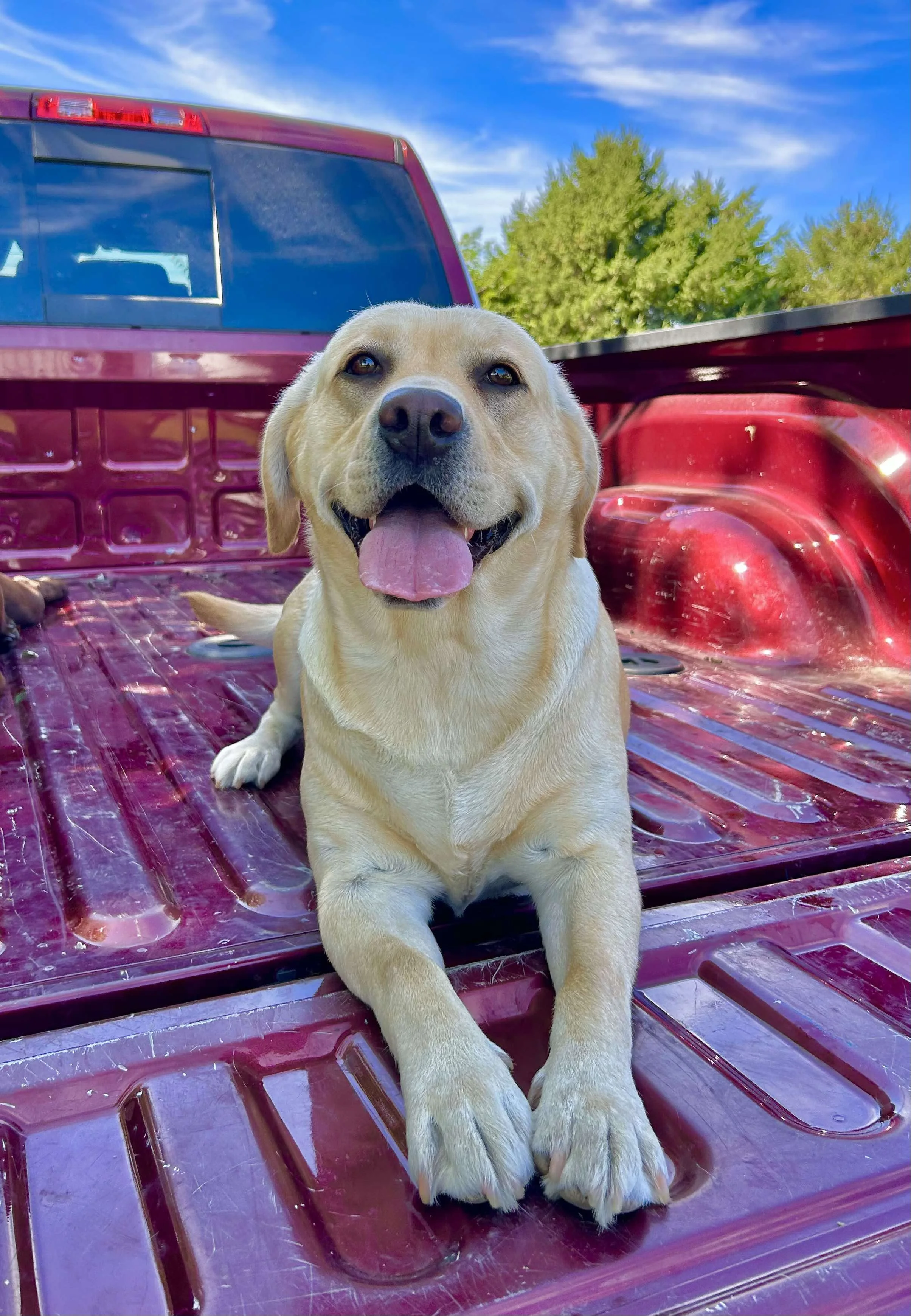Yellow English Labrador Retriever standing proudly, with a playful expression and smooth coat