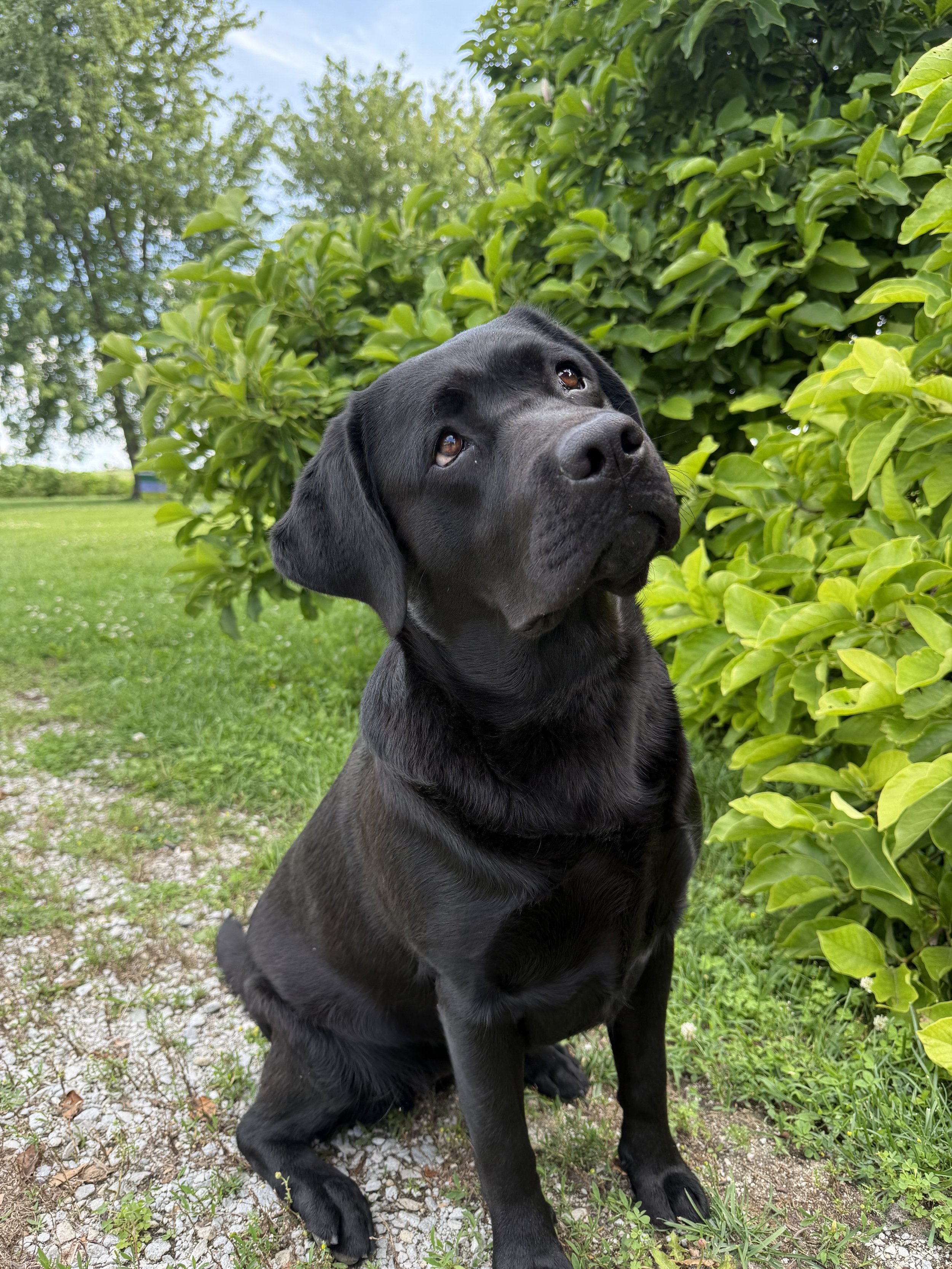 Chocolate English Labrador Retriever sitting calmly, showcasing a strong build and shiny coat.