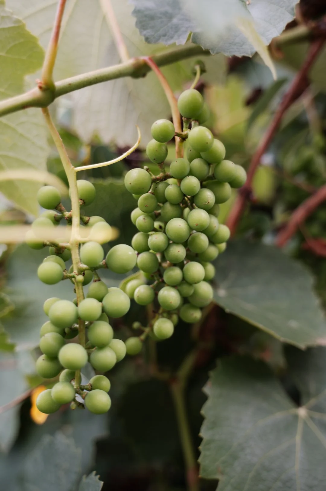 Green grape cluster hanging from vine among large green leaves.