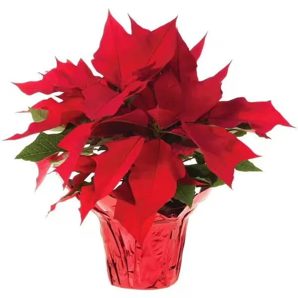 red-poinsettia.jpeg