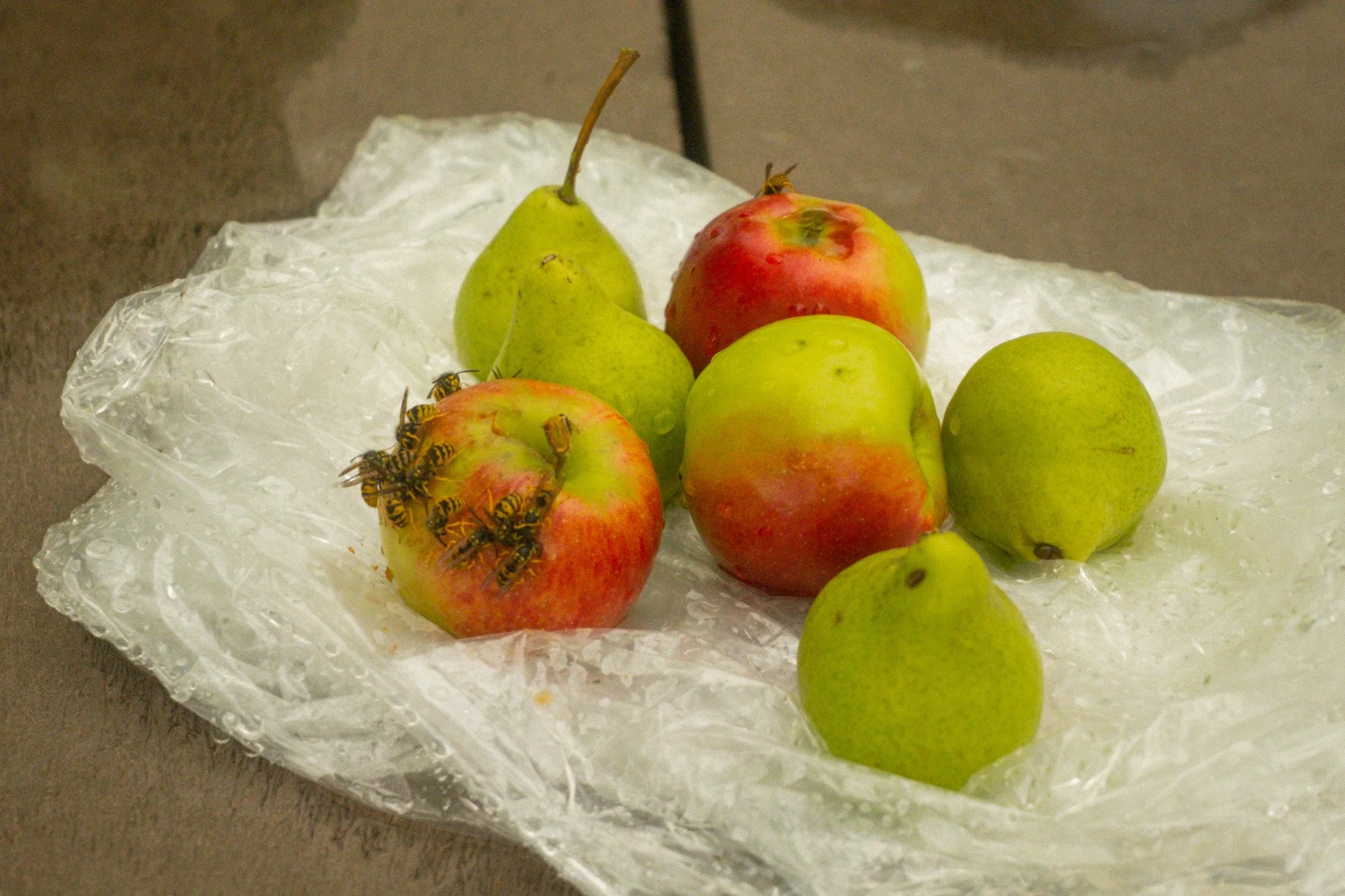 DSCF1213.jpg