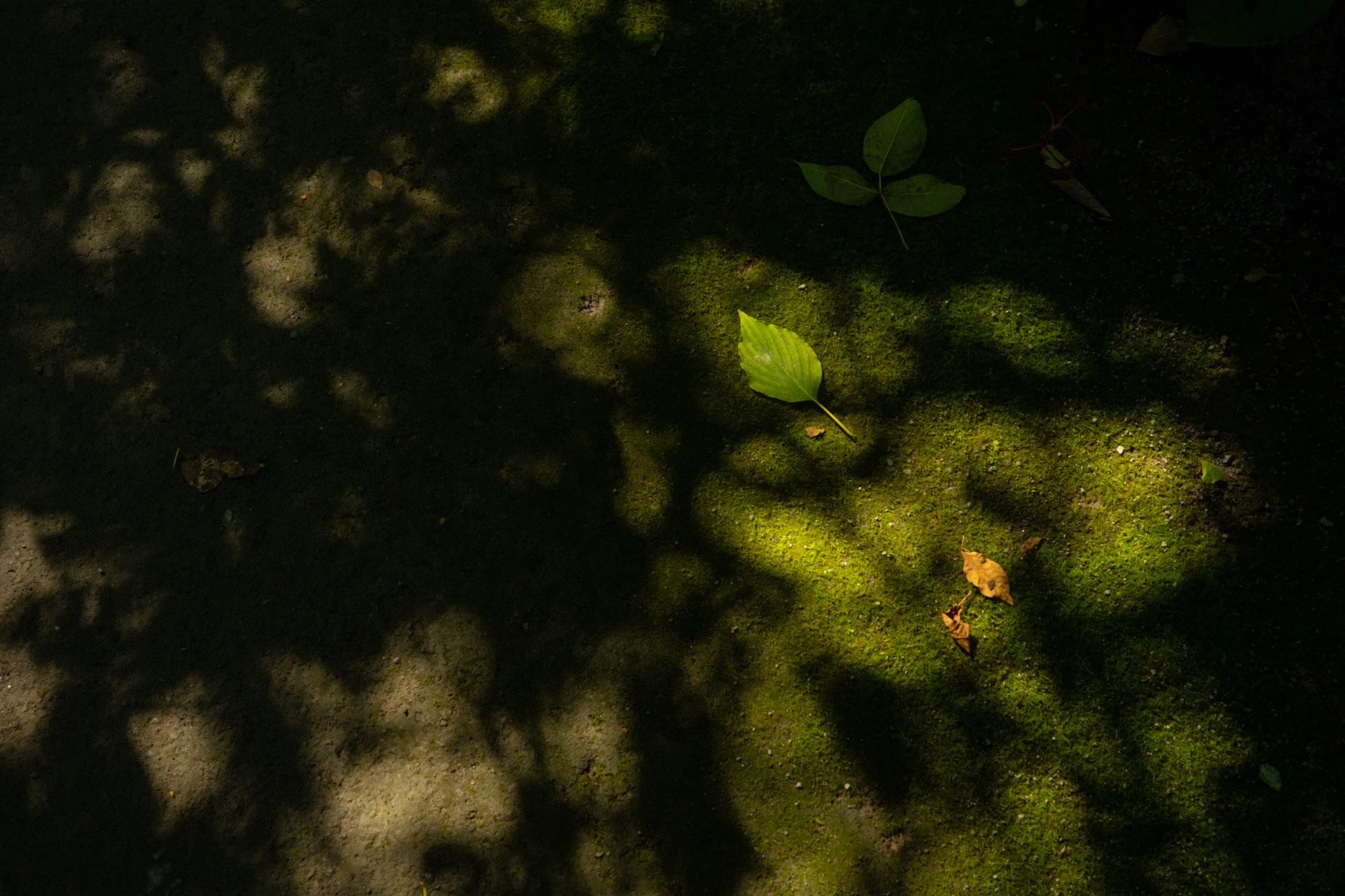 DSCF1042.jpg