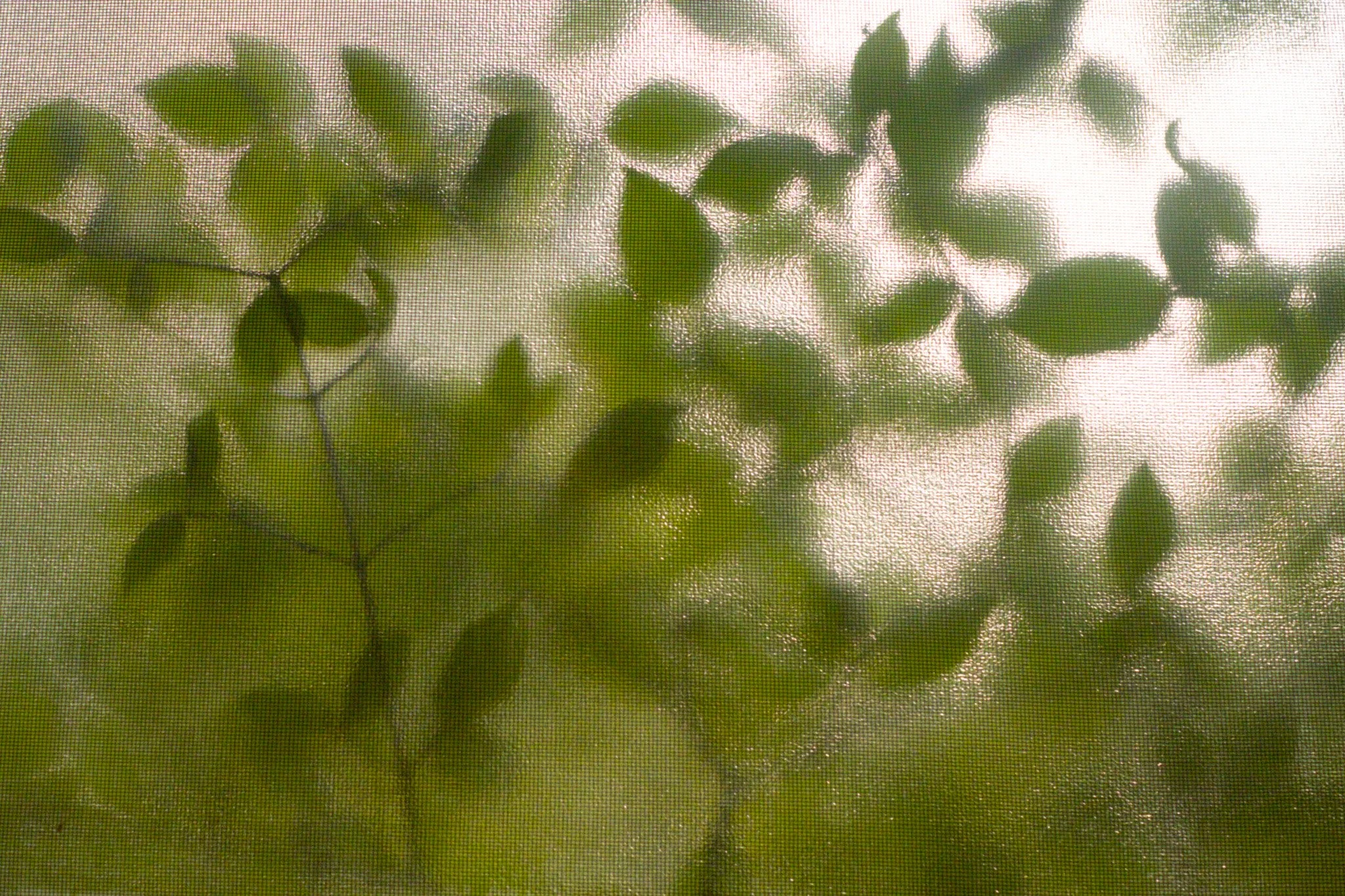 DSCF0474.jpg