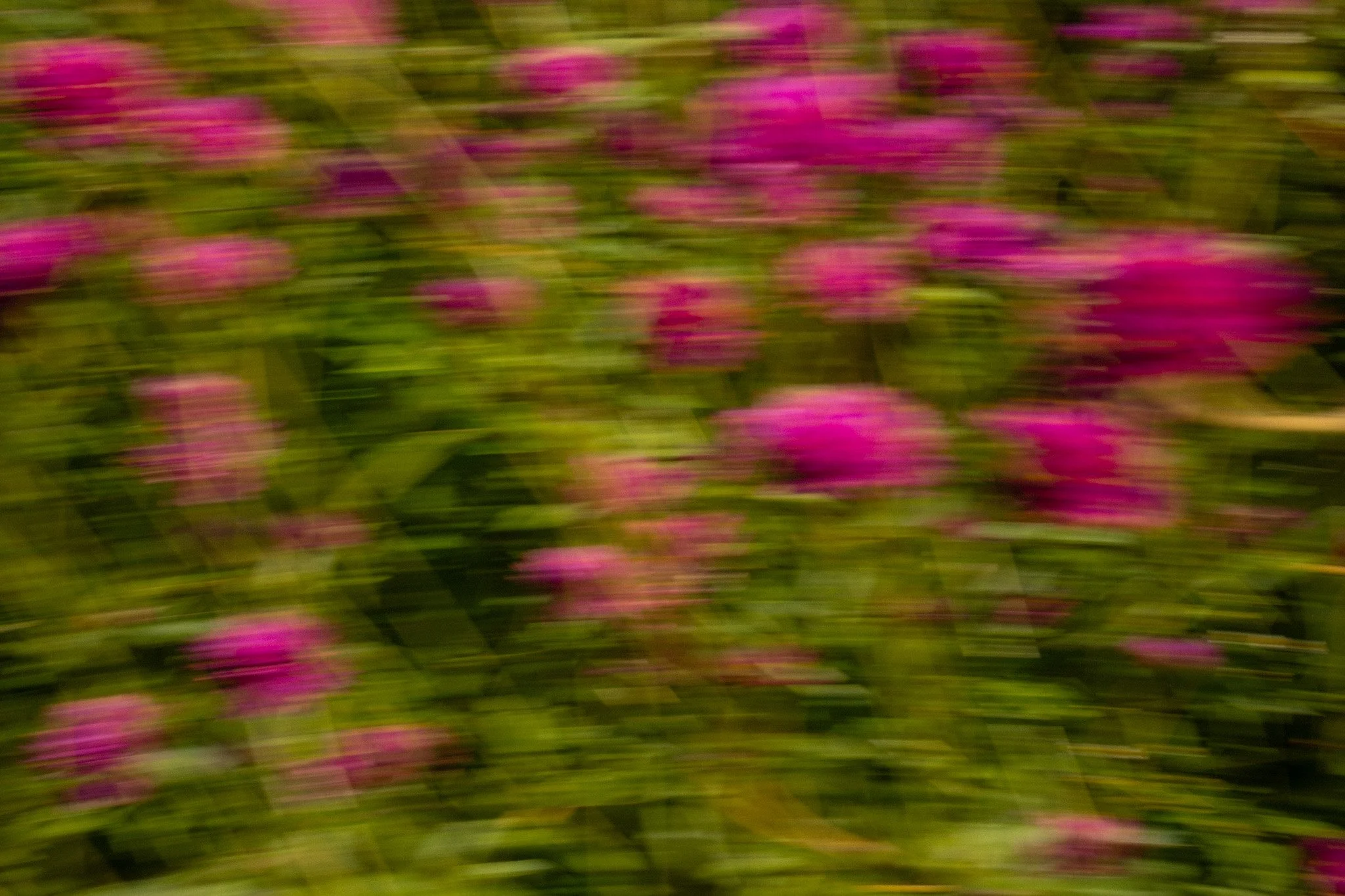 DSCF0993.jpg