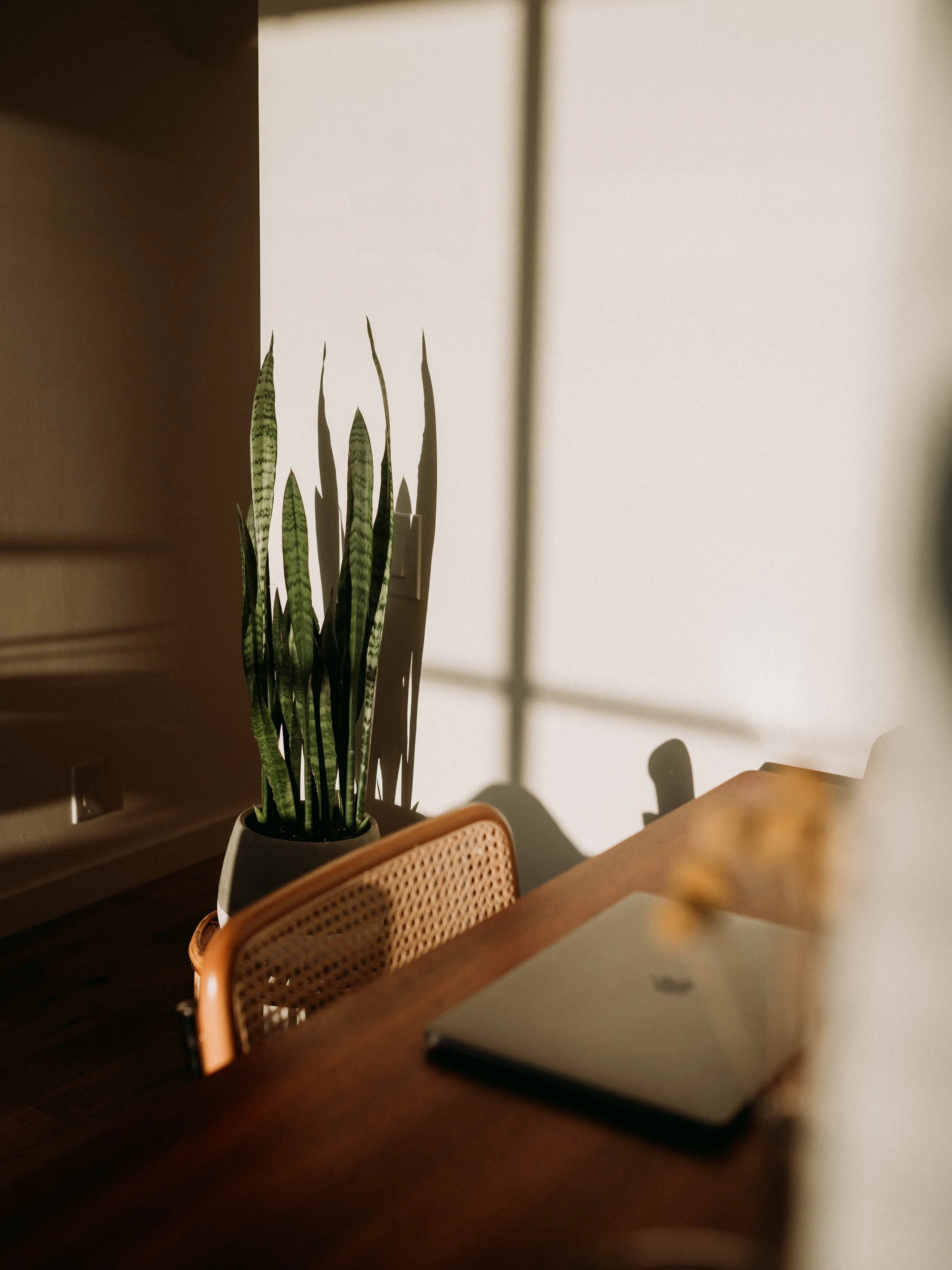 Desk with a laptop, chair and indoor plant in natural light.
