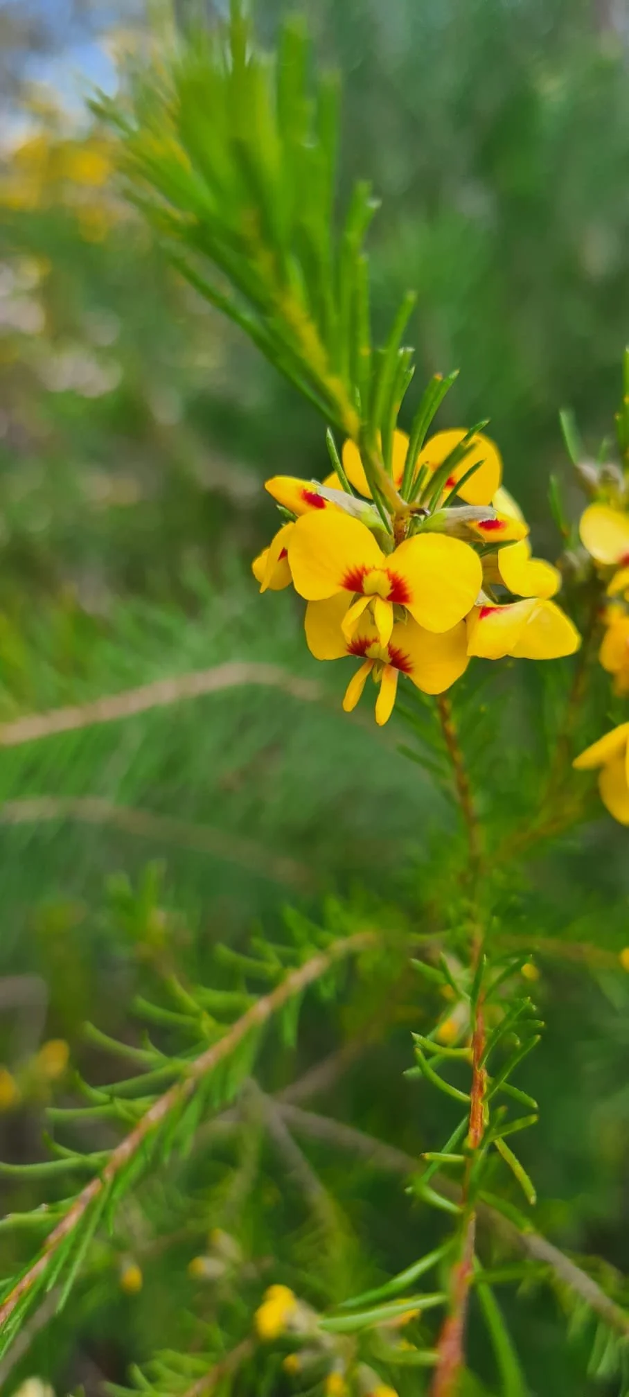Yellow orchids.jpg