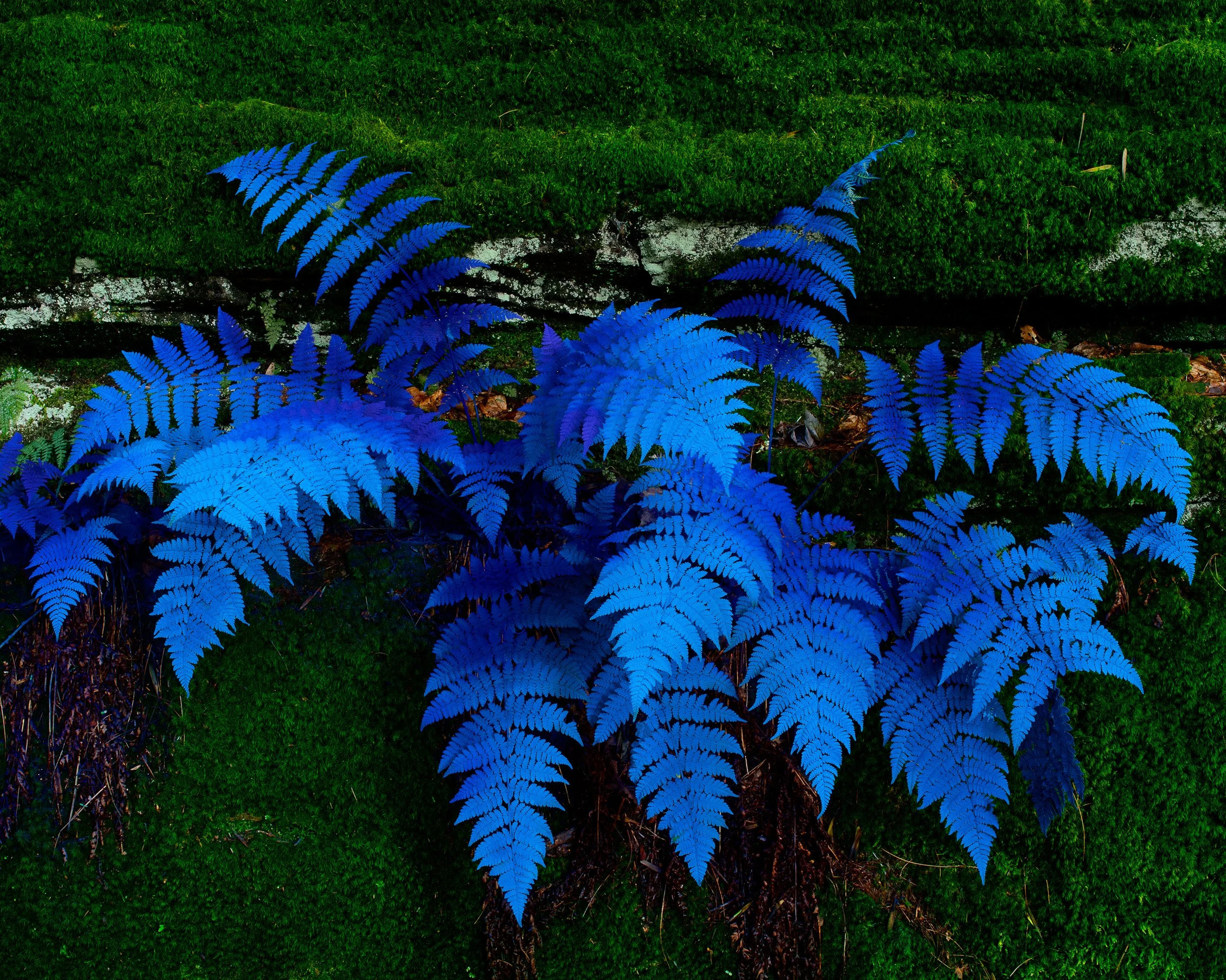 SB_blue_fern.jpg