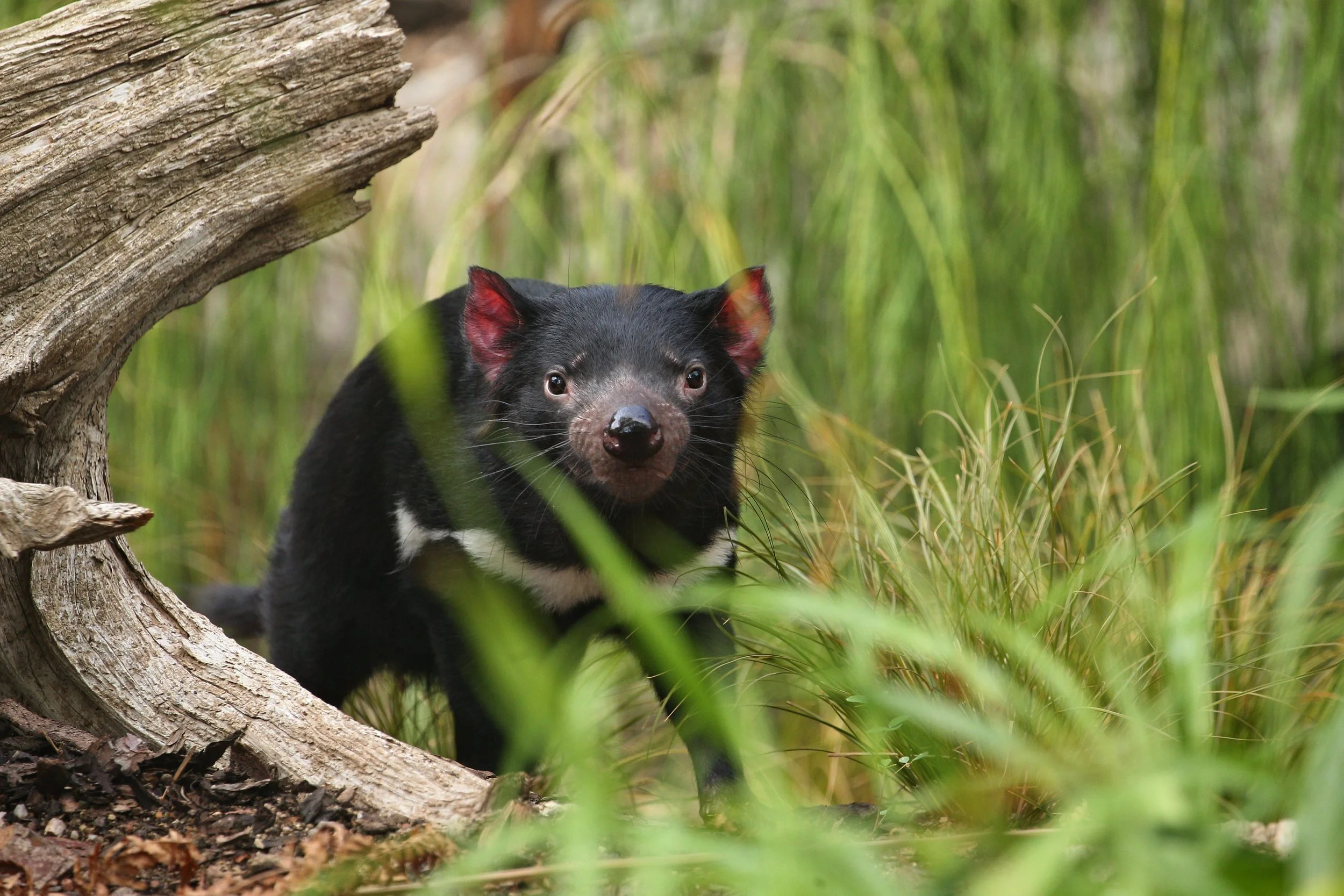 tasmanian-devil-poses-beautiful-light.jpg