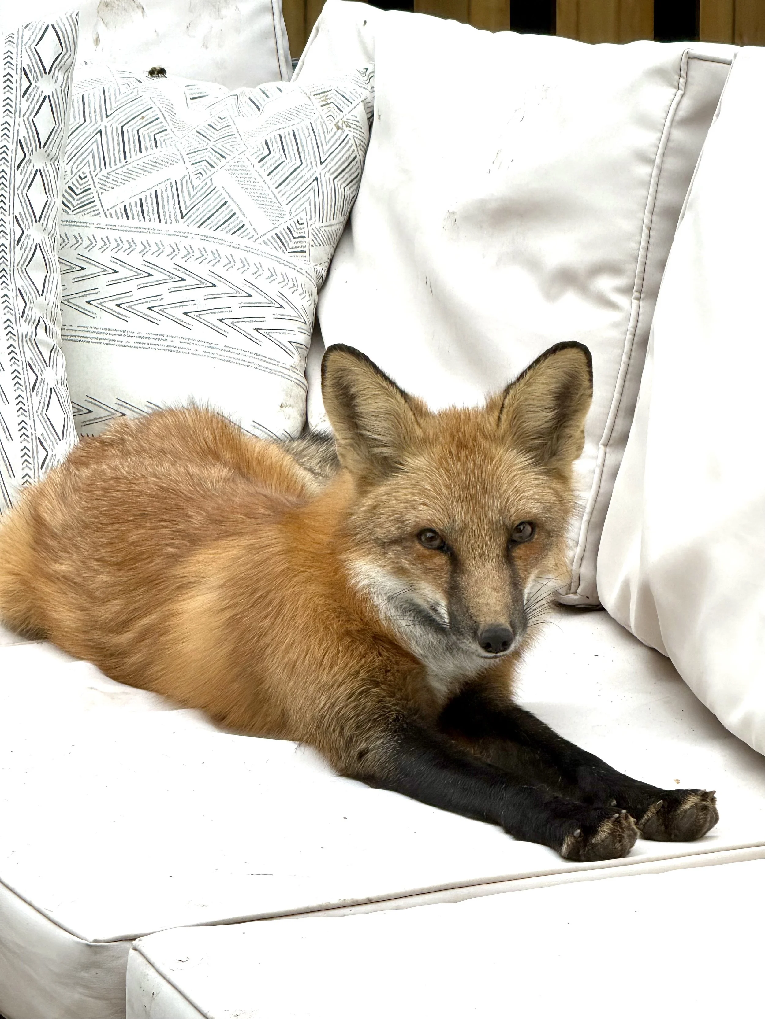 Toronto wild fox in South Riverdale backyard