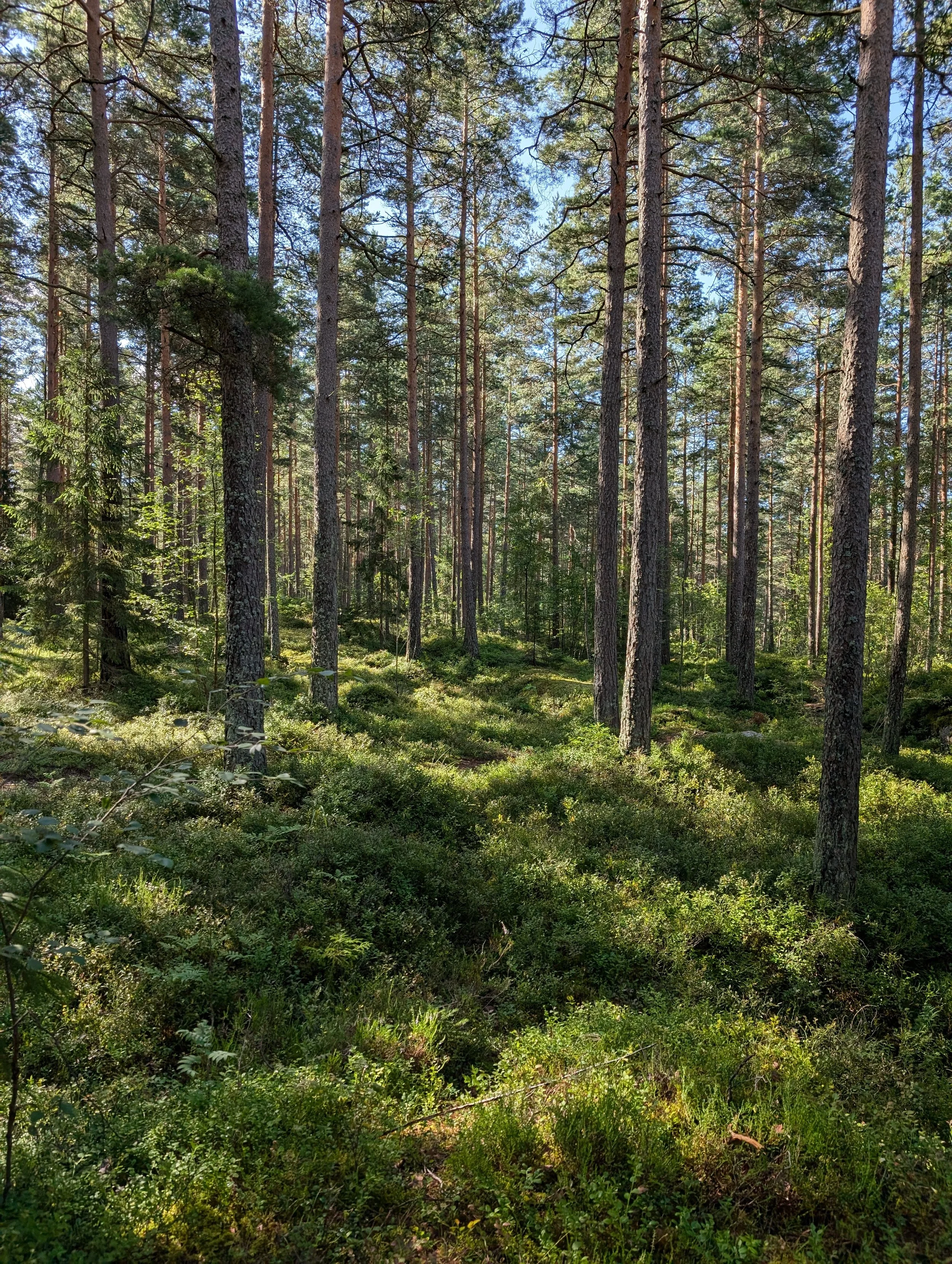 Oldtidsveien. 5 Best Summer Walks in Oslo.