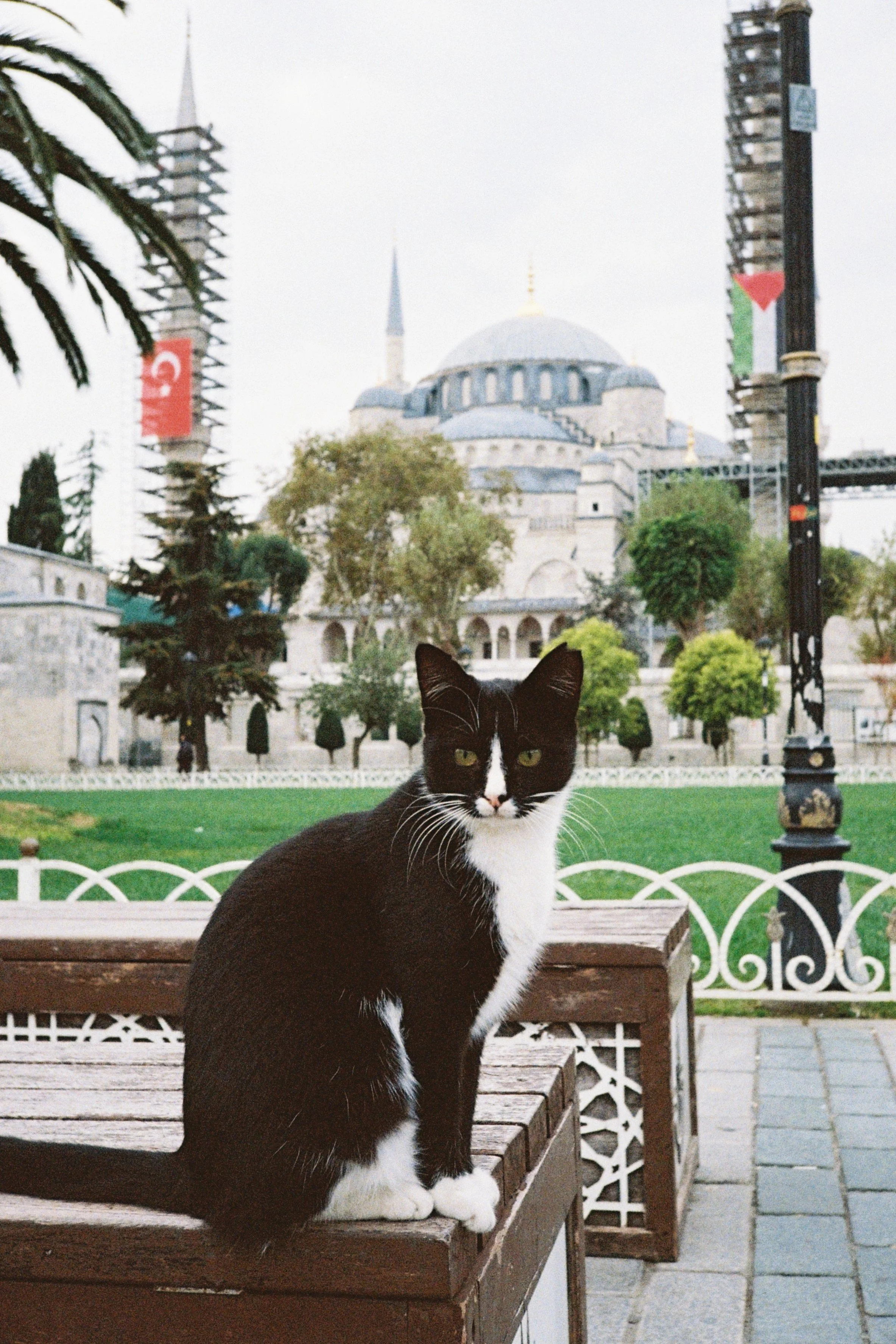 cat-blue-mosque-istanbul.JPG