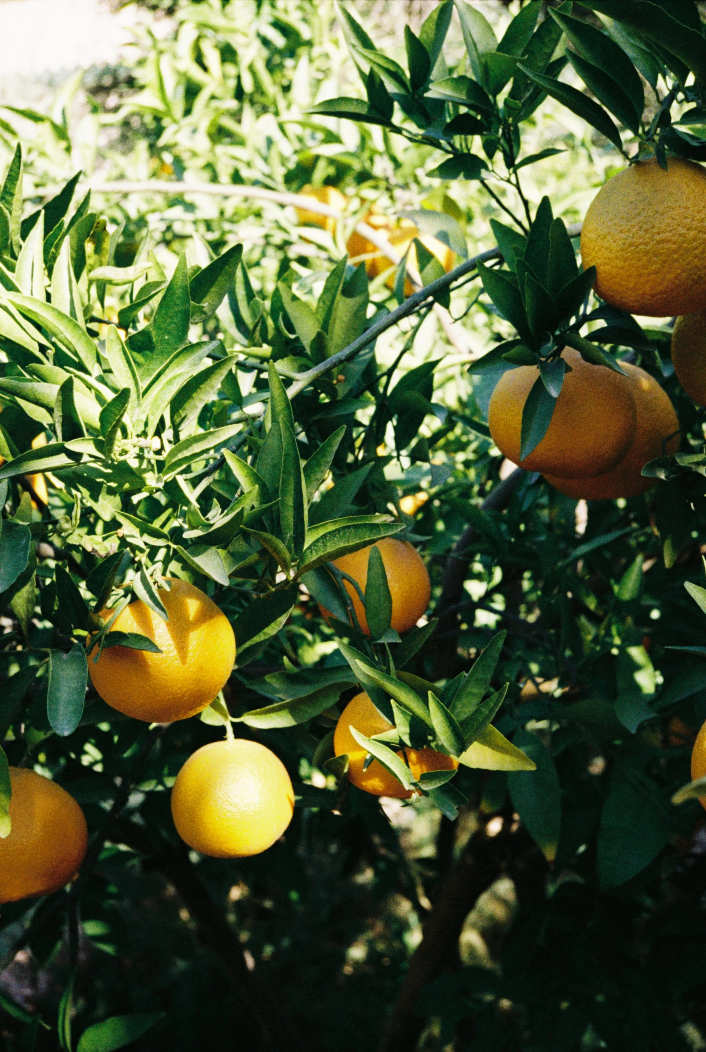 Oranges in Marrakech