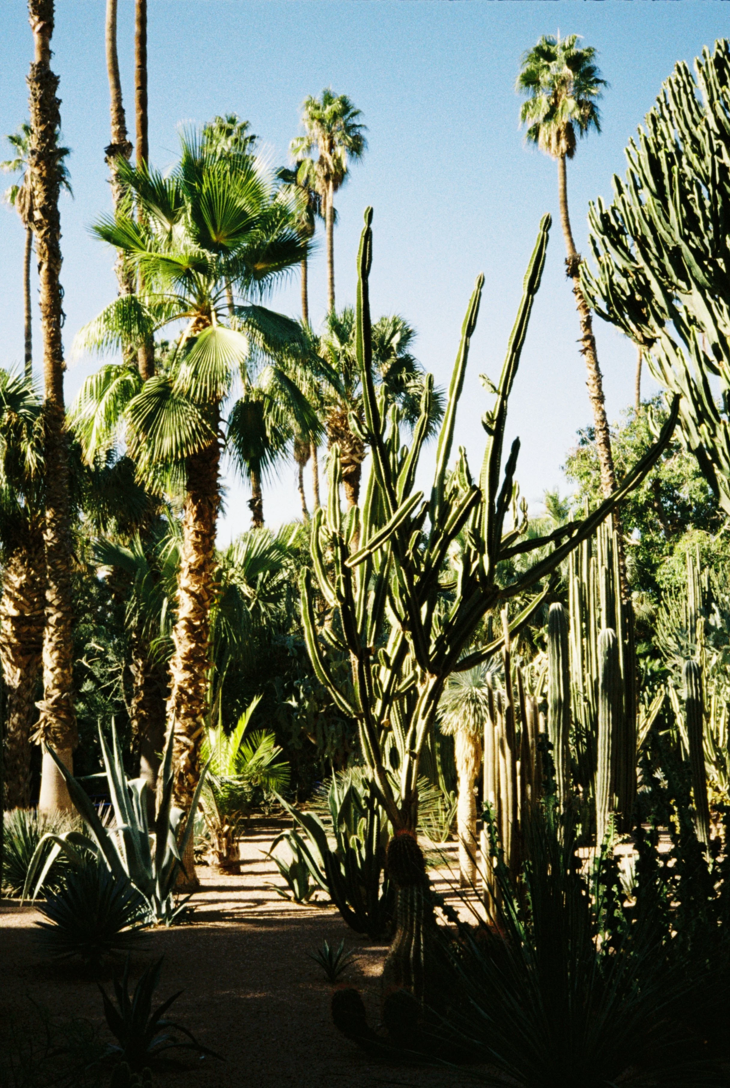 Jardin Majorelle Marrakech_4
