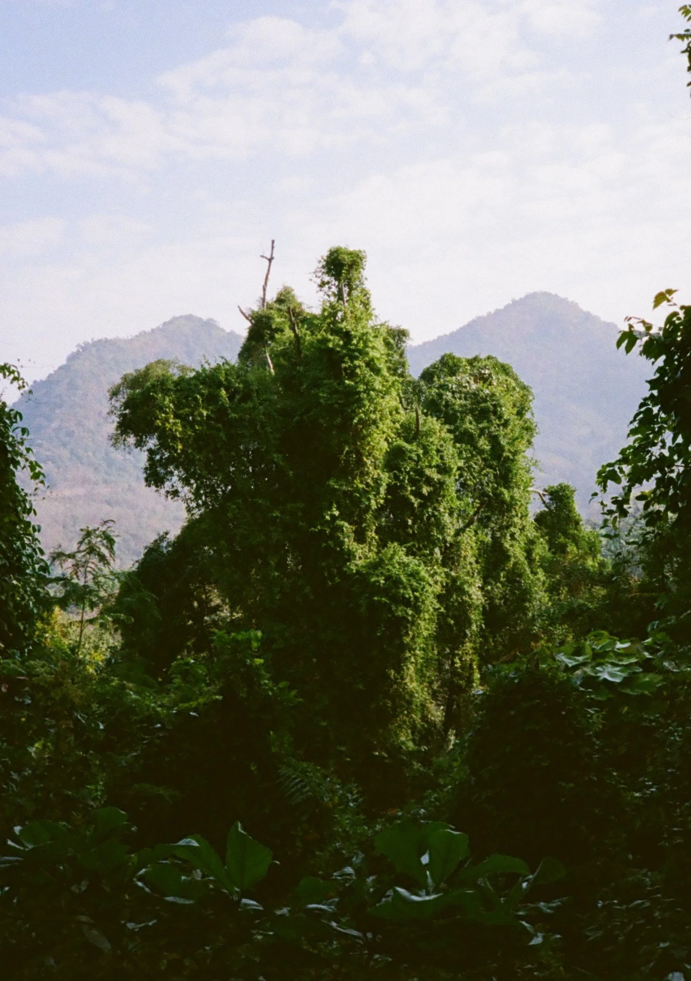 Luang Prabang Mountains Jungle
