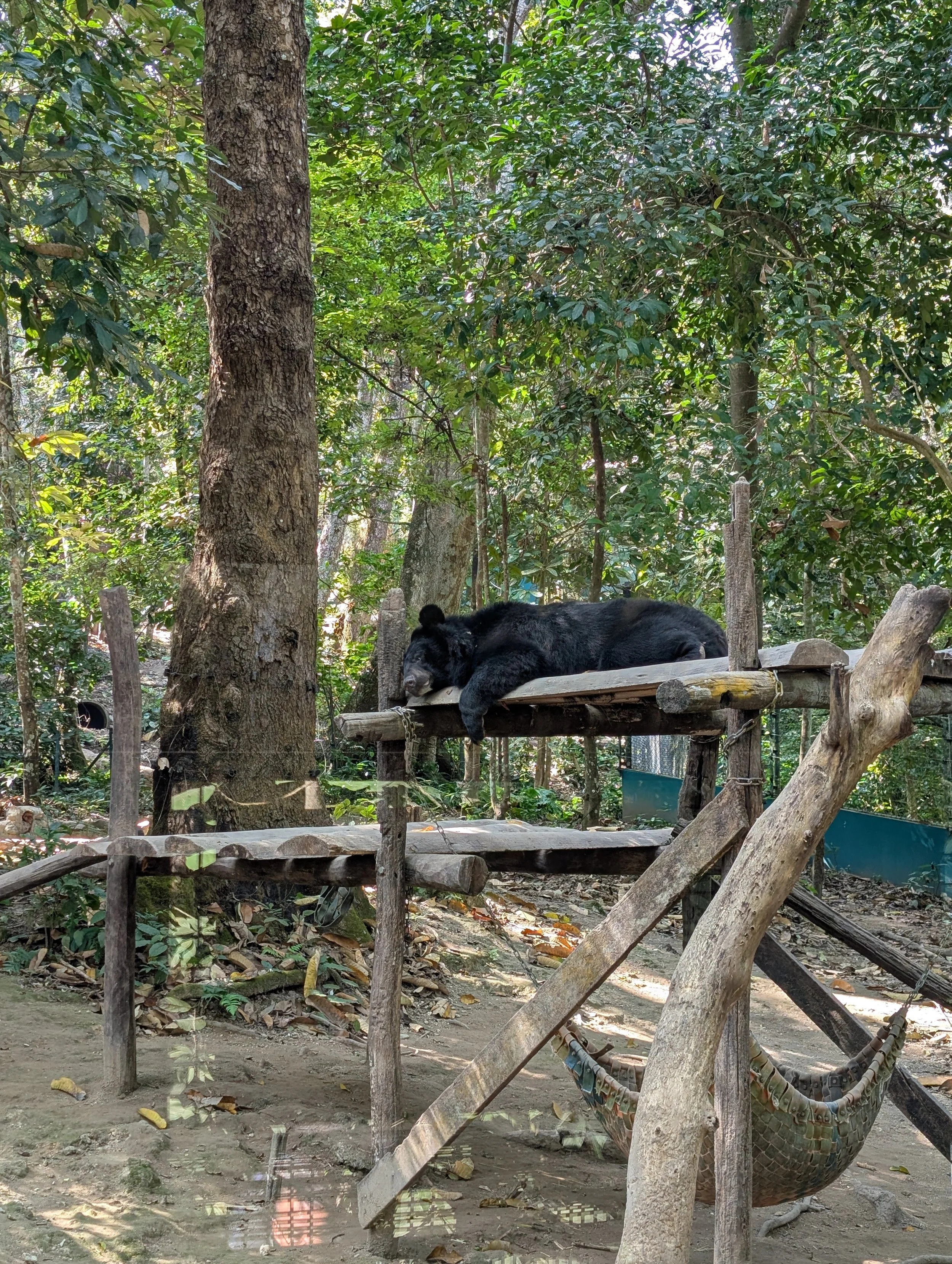 Tat Kuang Si Bear Rescue Centre
