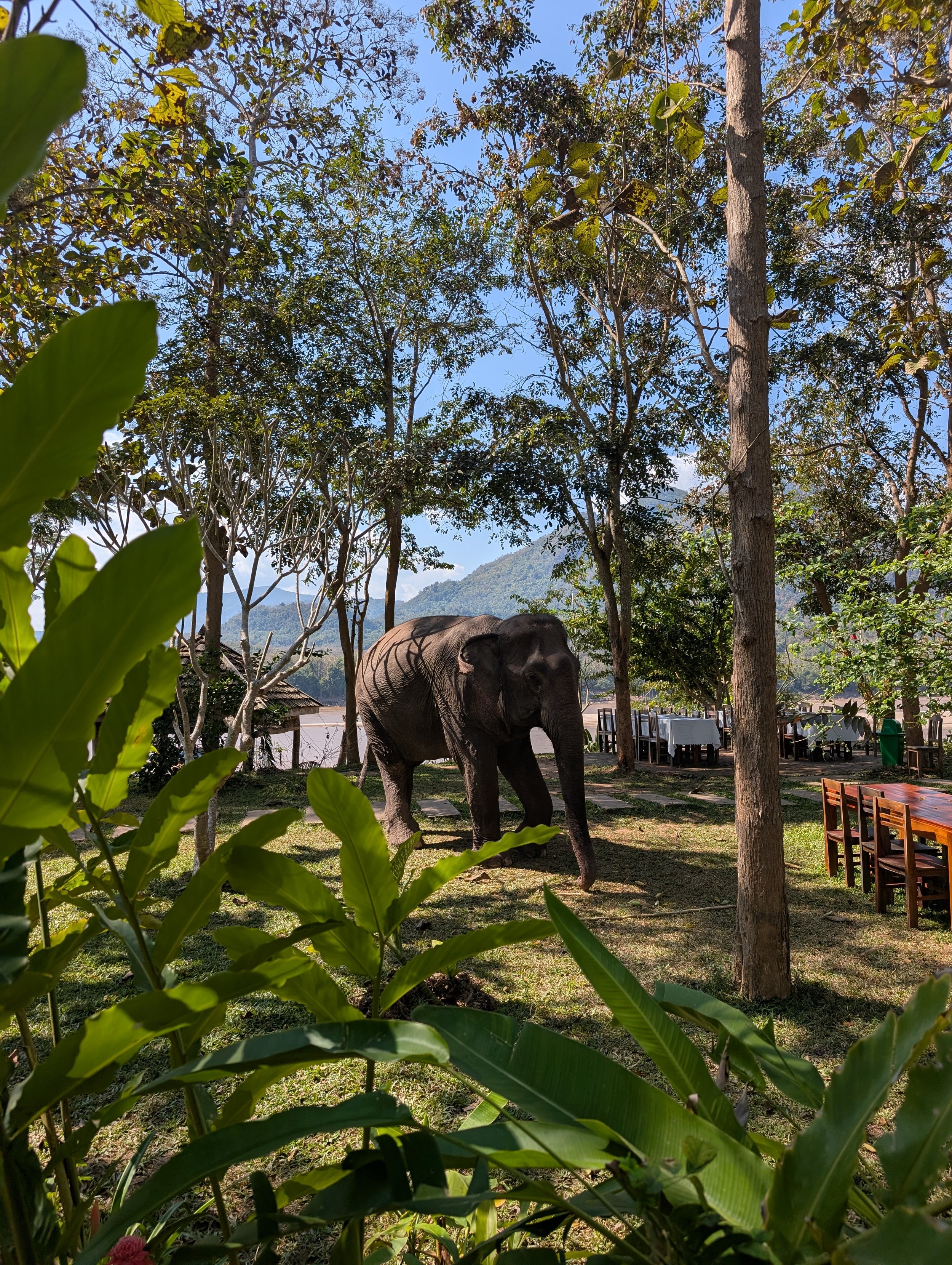Manifa Elephant Camp