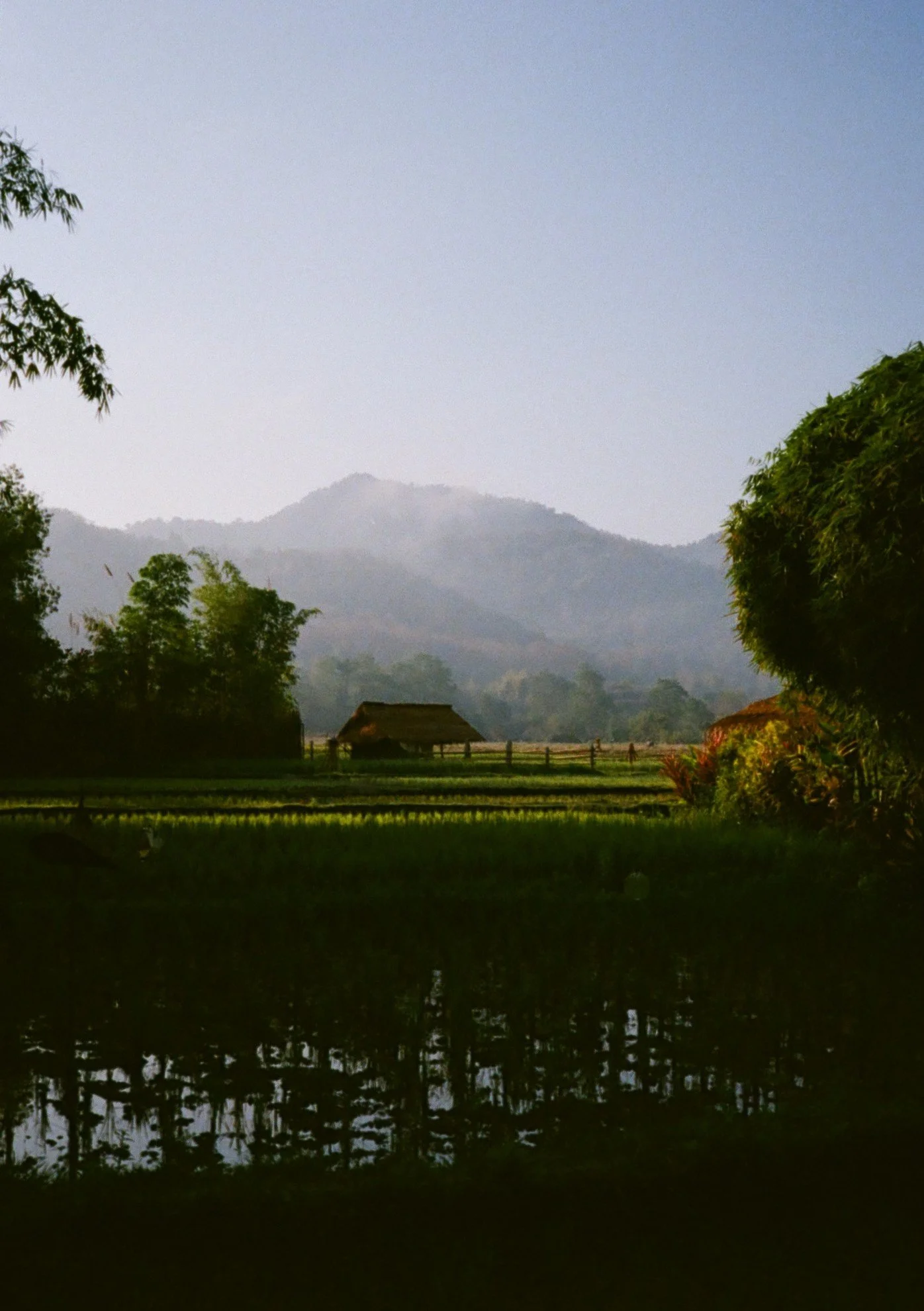 Morning at the rice fields, Laos