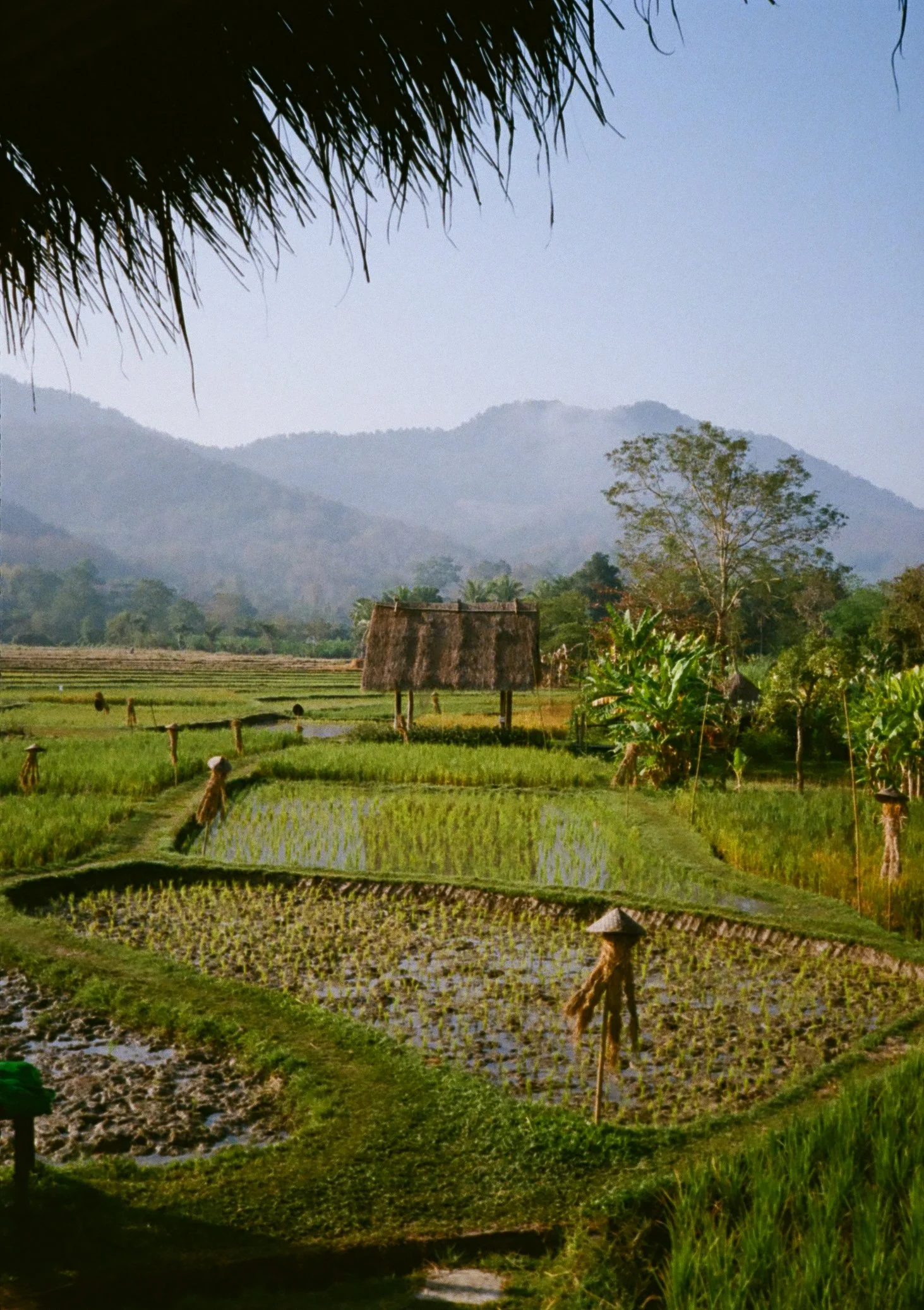 Living Land Farm, Laos