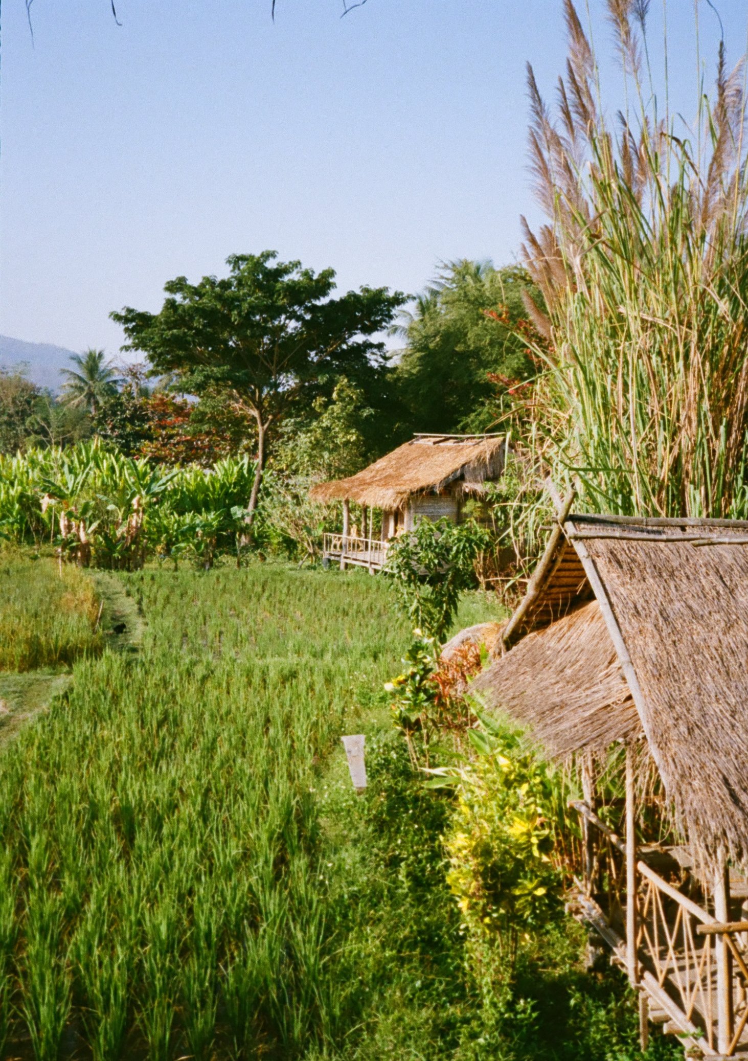 Bamboo huts Laos