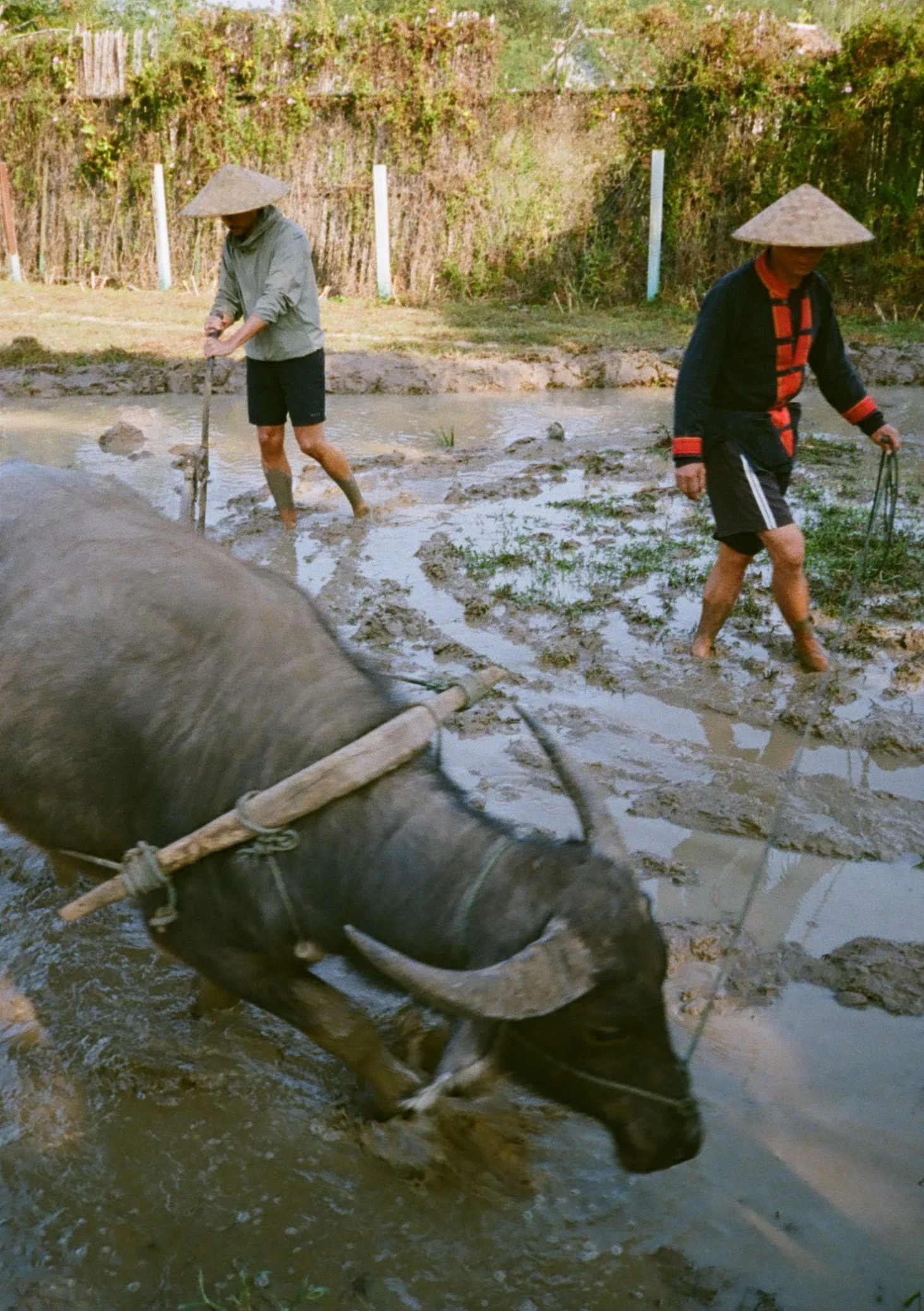 Buffalo ploughing