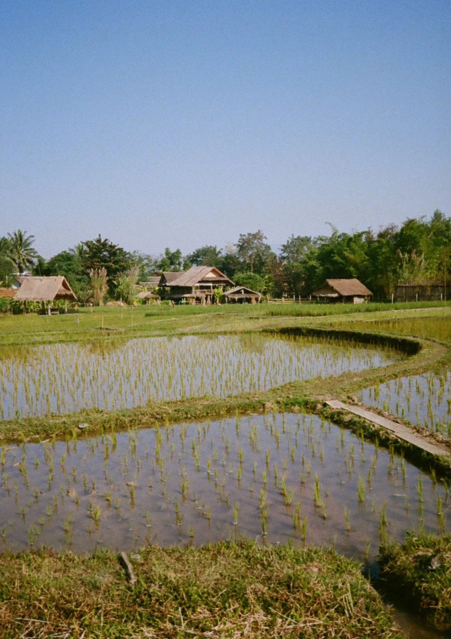 Rice experience at the Living Land Farm