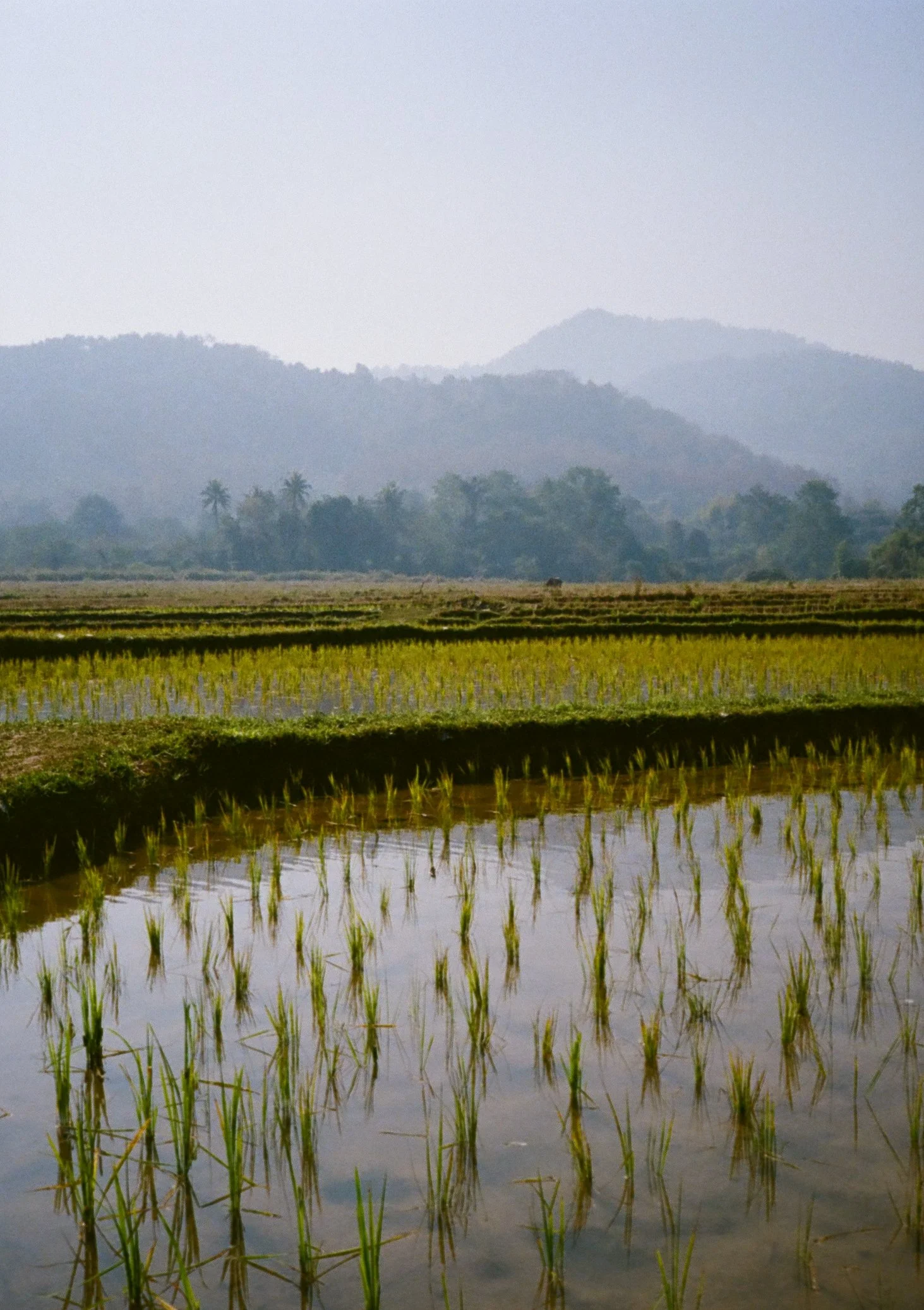 Beautiful rice fields, Laos