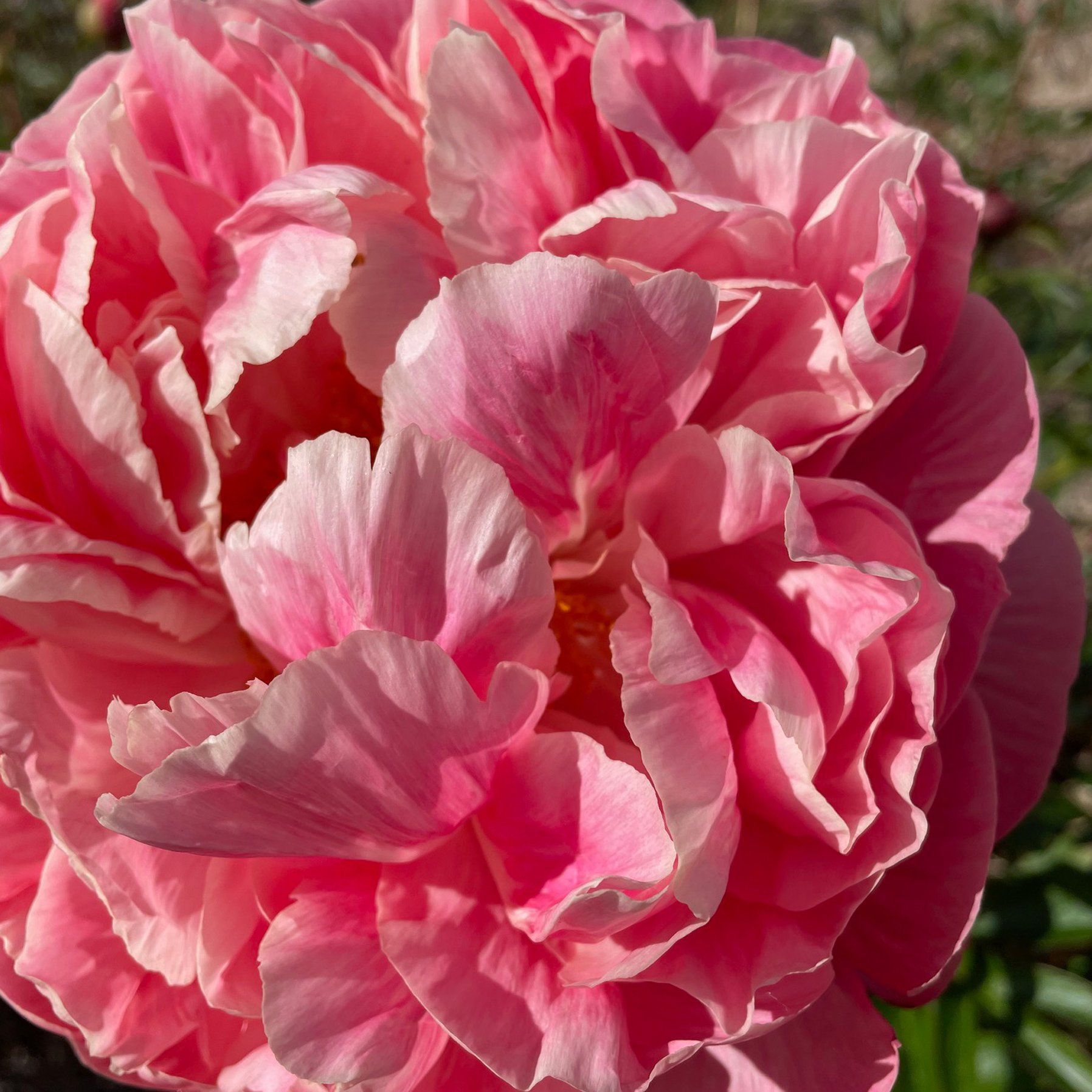 Pink Hawaiian Coral 2.jpeg