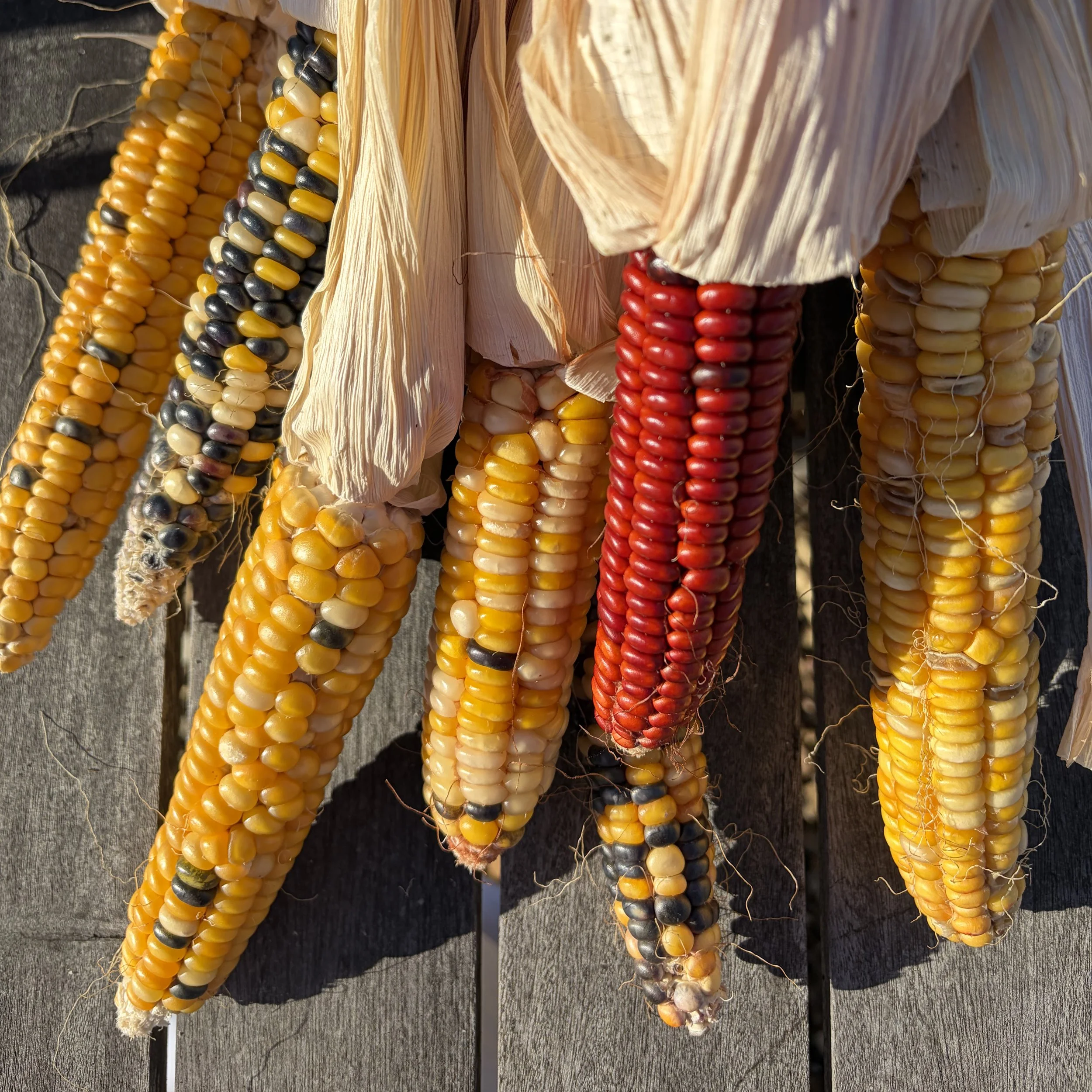 Polenta-Corn-Varieties.jpg