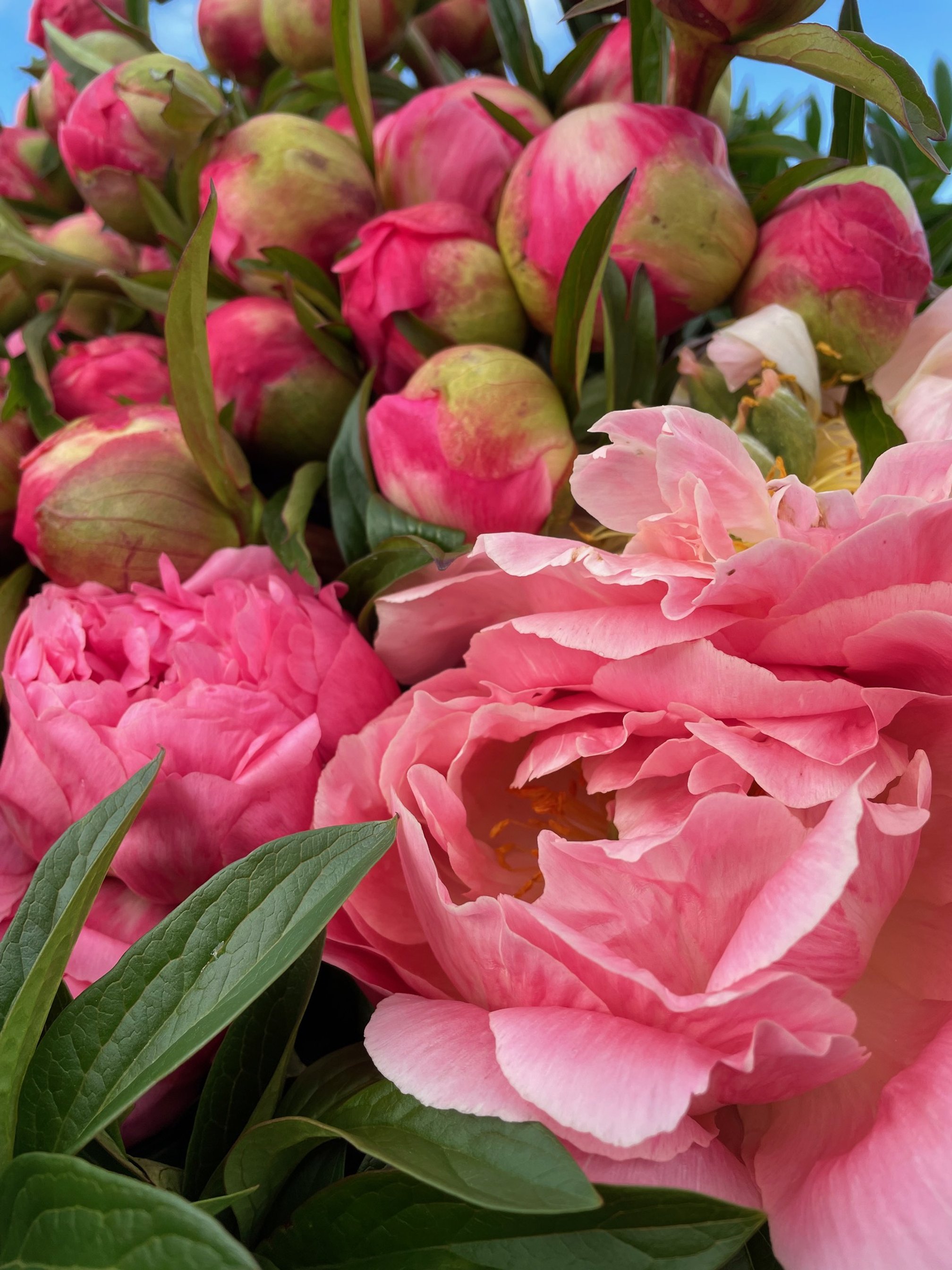 Coral Peonies 2.jpeg
