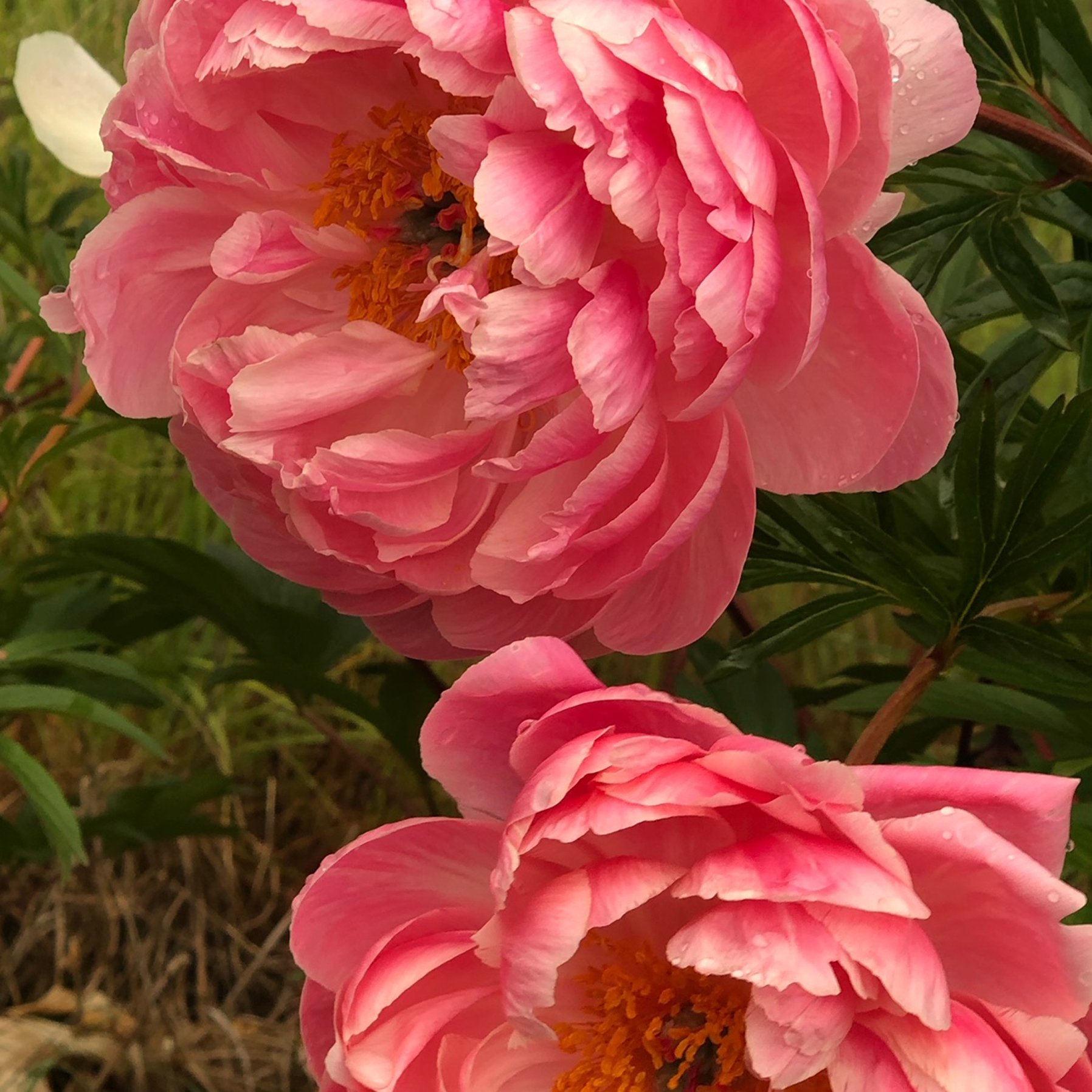 Coral Peonies 1.jpeg