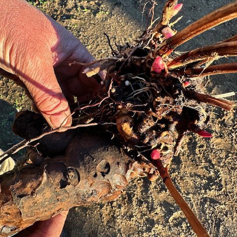 bareroot-peonies-hand.jpeg