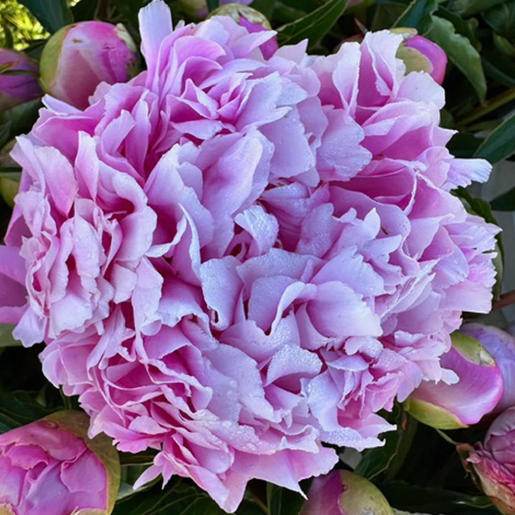 Monsieur Jules Elie Peonie2.jpg