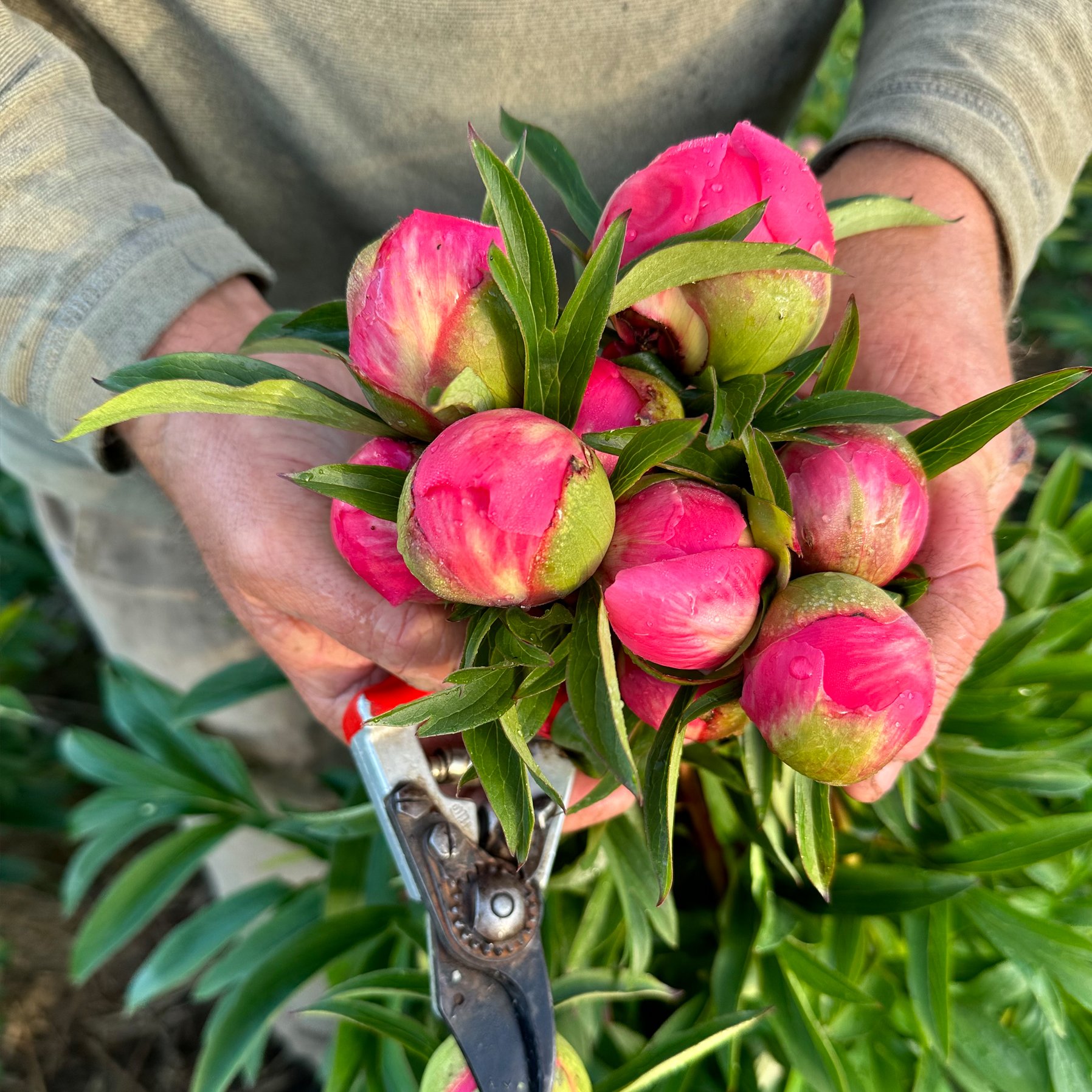 Coral Peonies Handheld.jpg