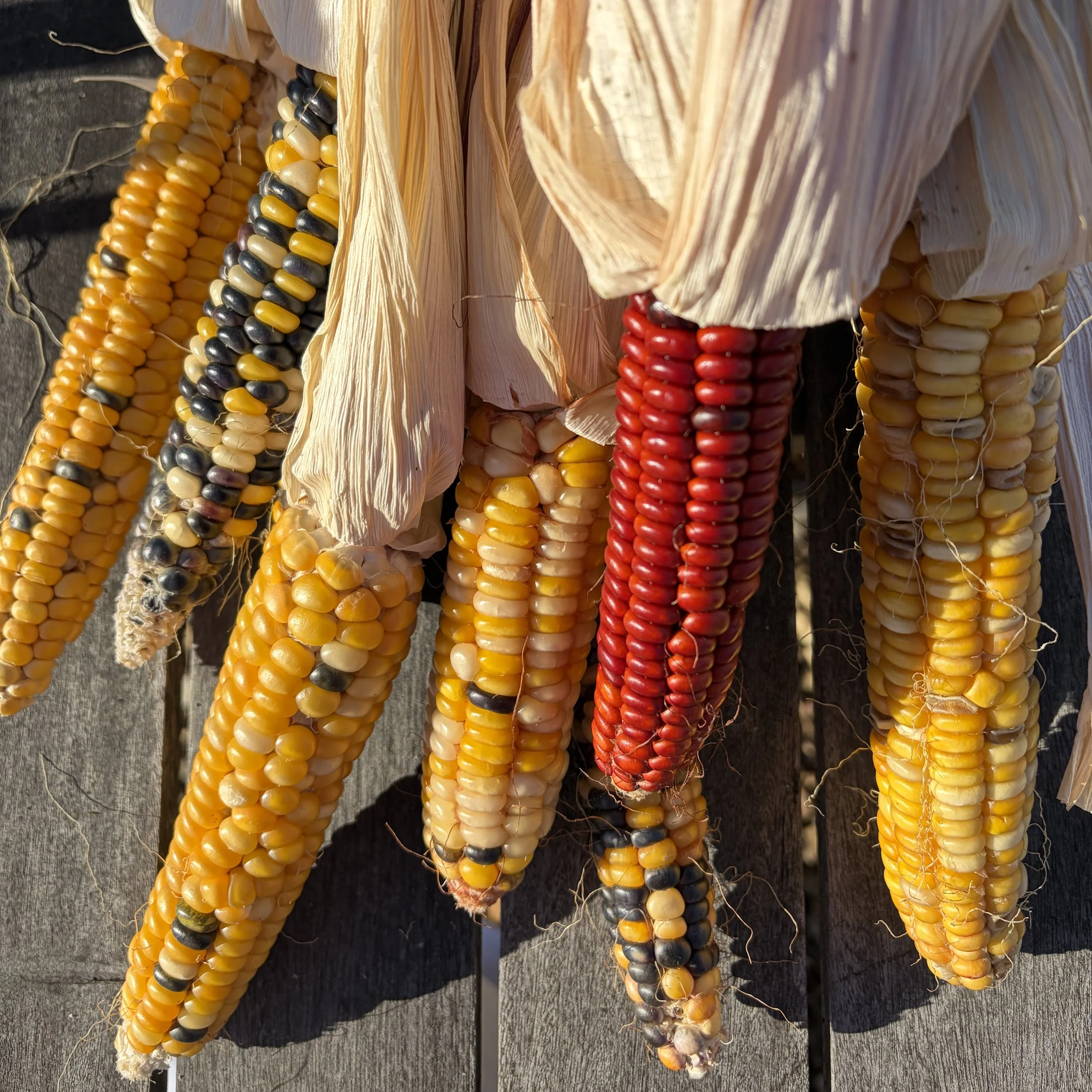 CornHanging.jpg