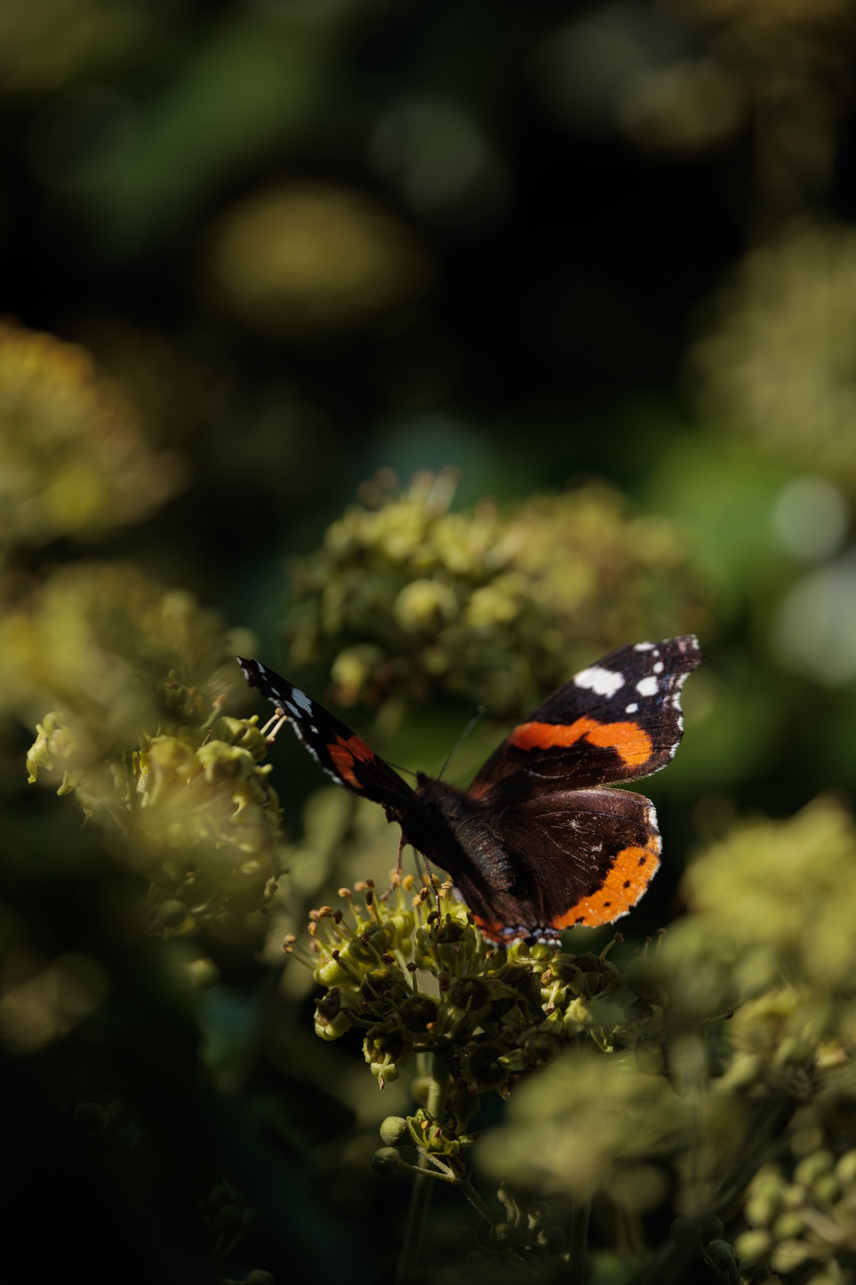 AdmiralsAndBee-1.jpg