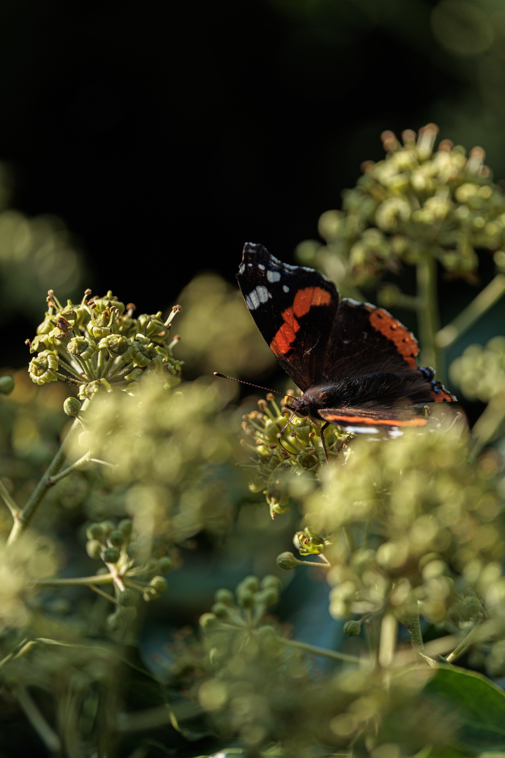 AdmiralsAndBee-3.jpg
