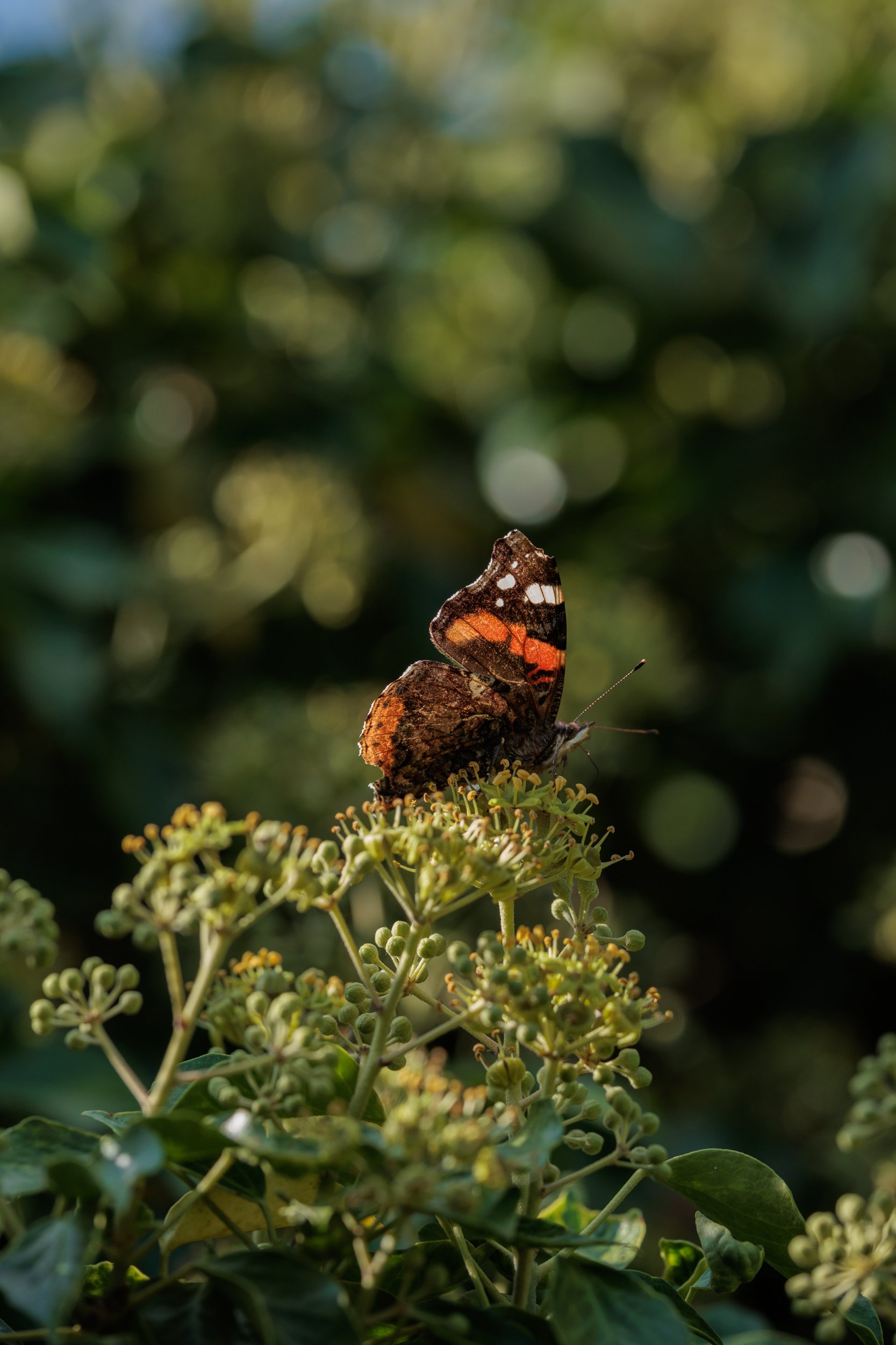 AdmiralsAndBee-4.jpg