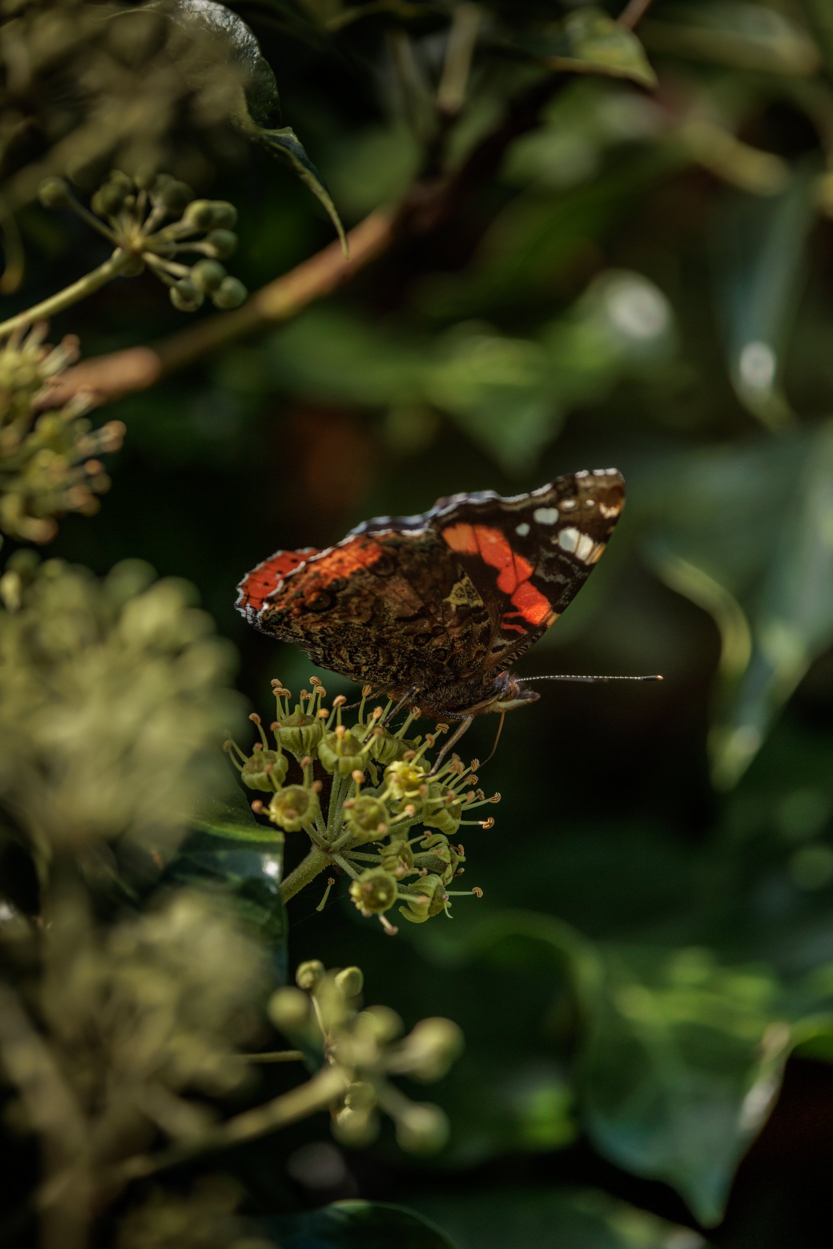 AdmiralsAndBee-6.jpg