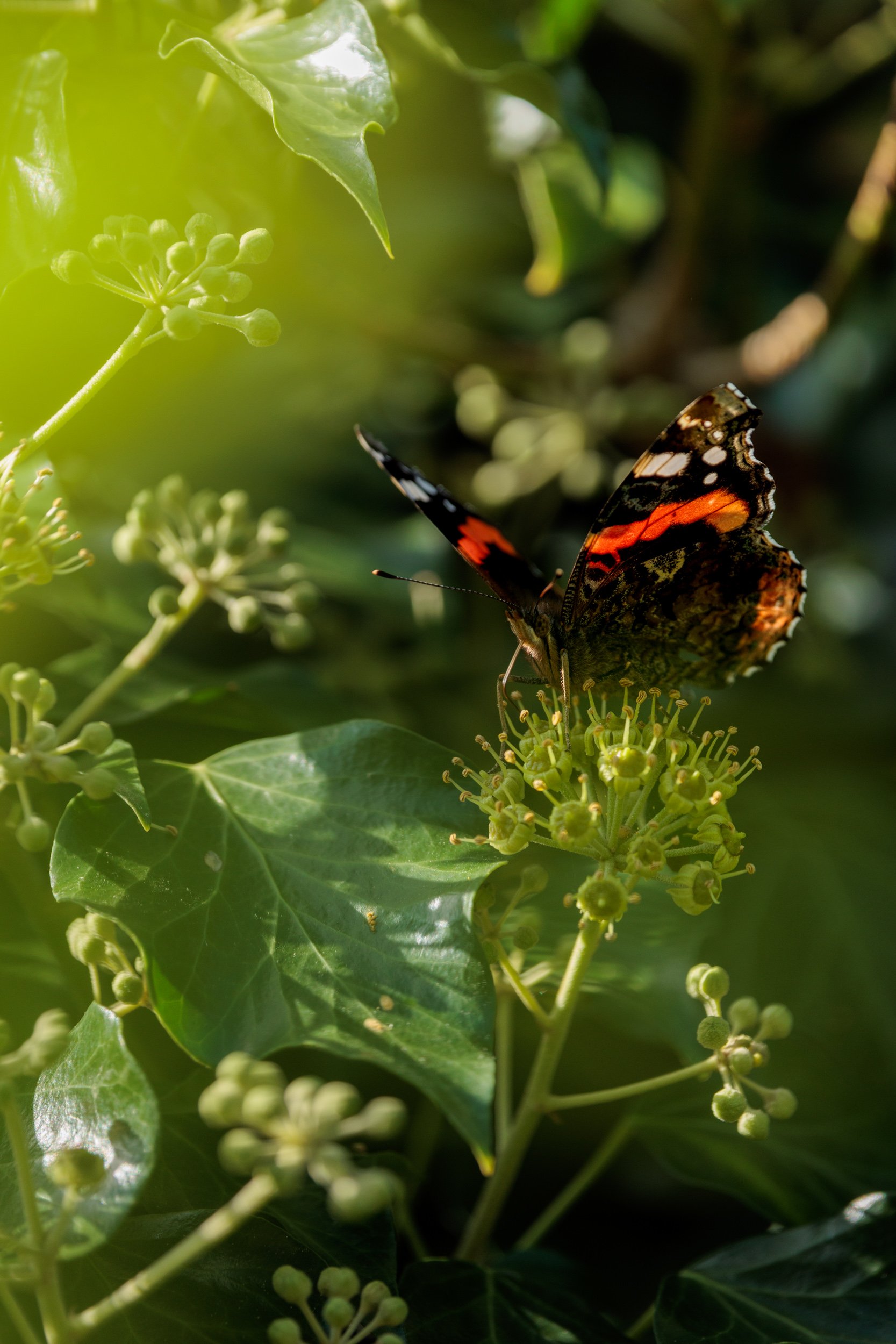 AdmiralsAndBee-7.jpg
