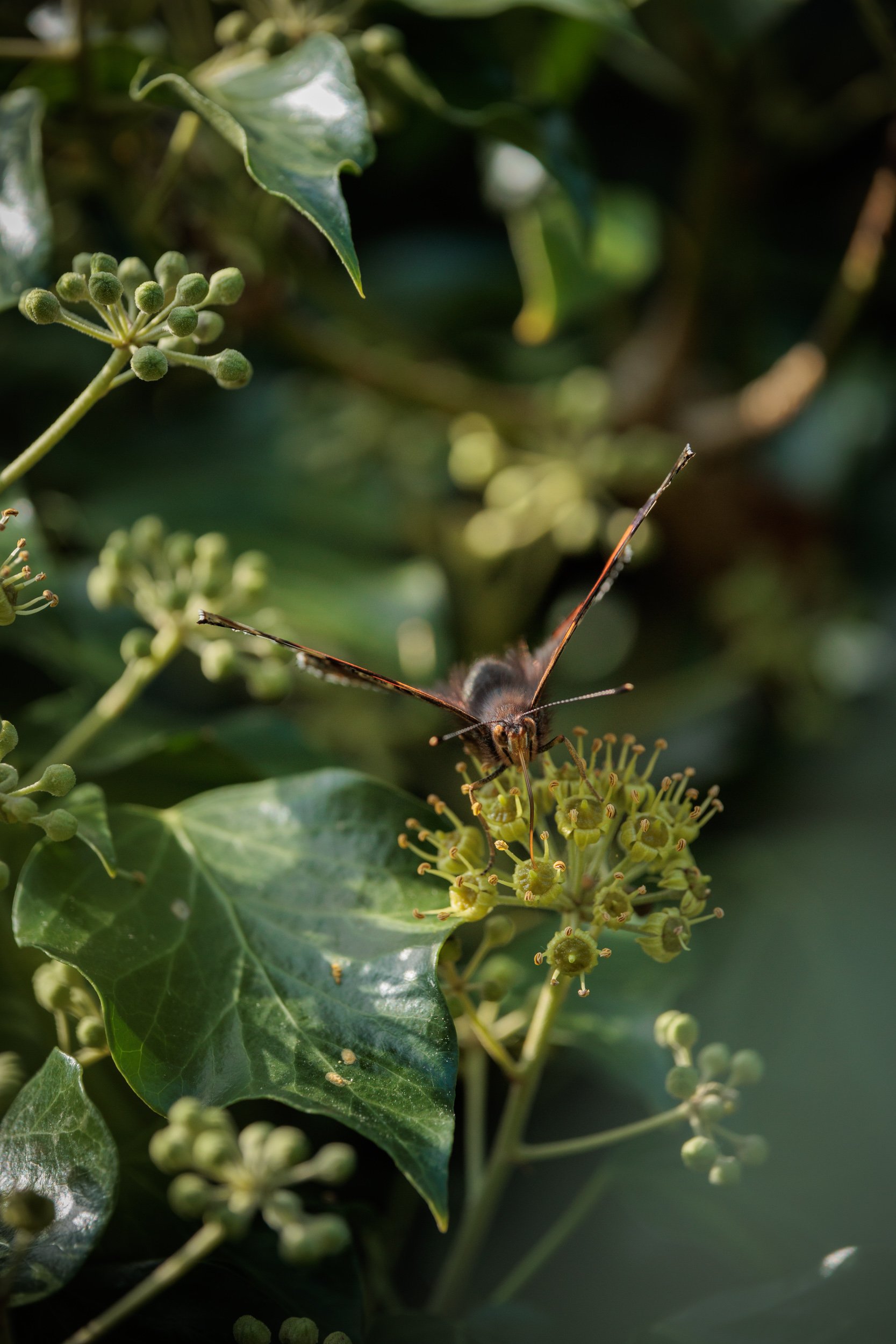 AdmiralsAndBee-8.jpg