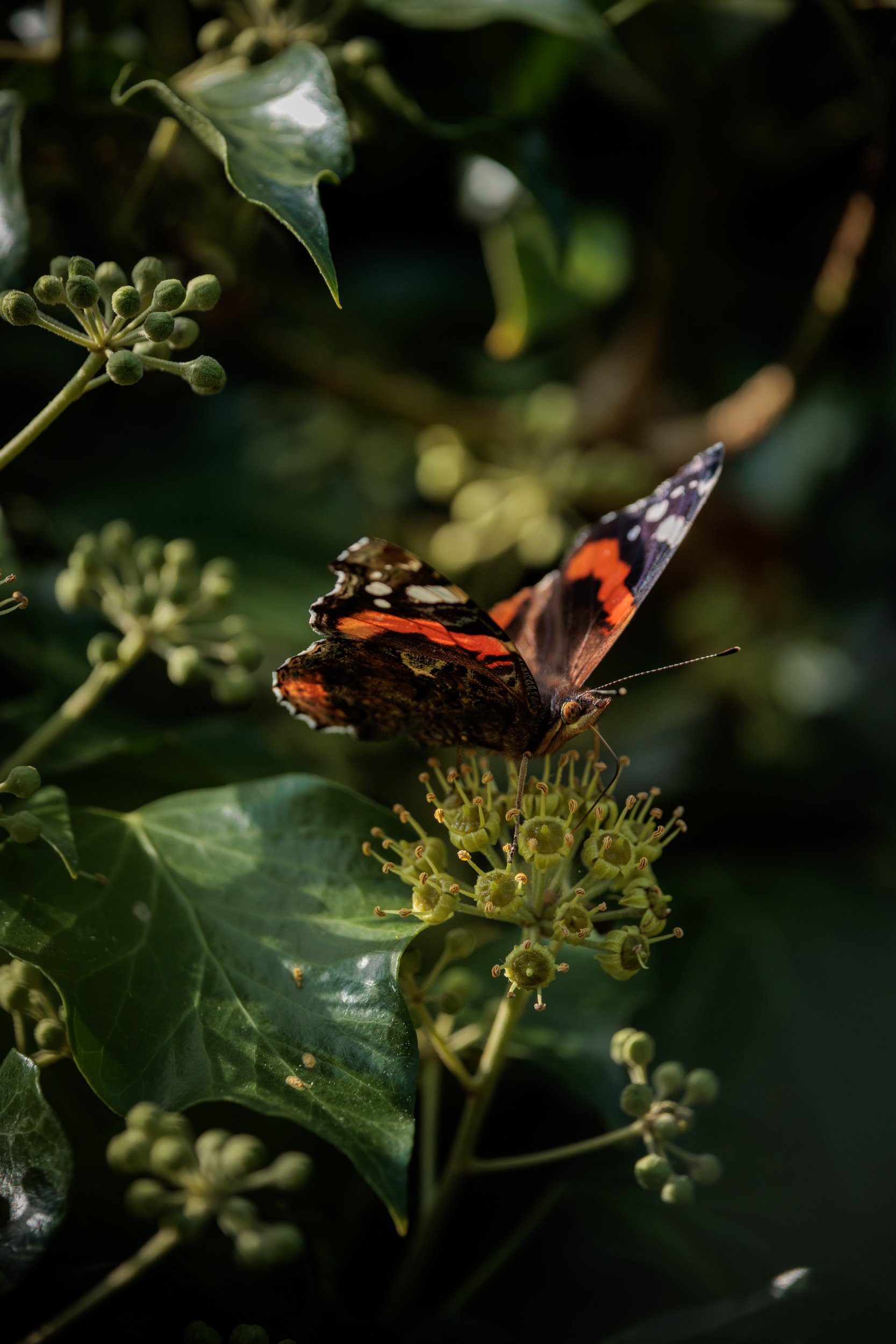 AdmiralsAndBee-9.jpg